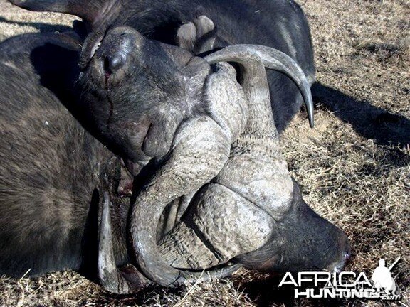 Two Cape Buffalo Die Fighting