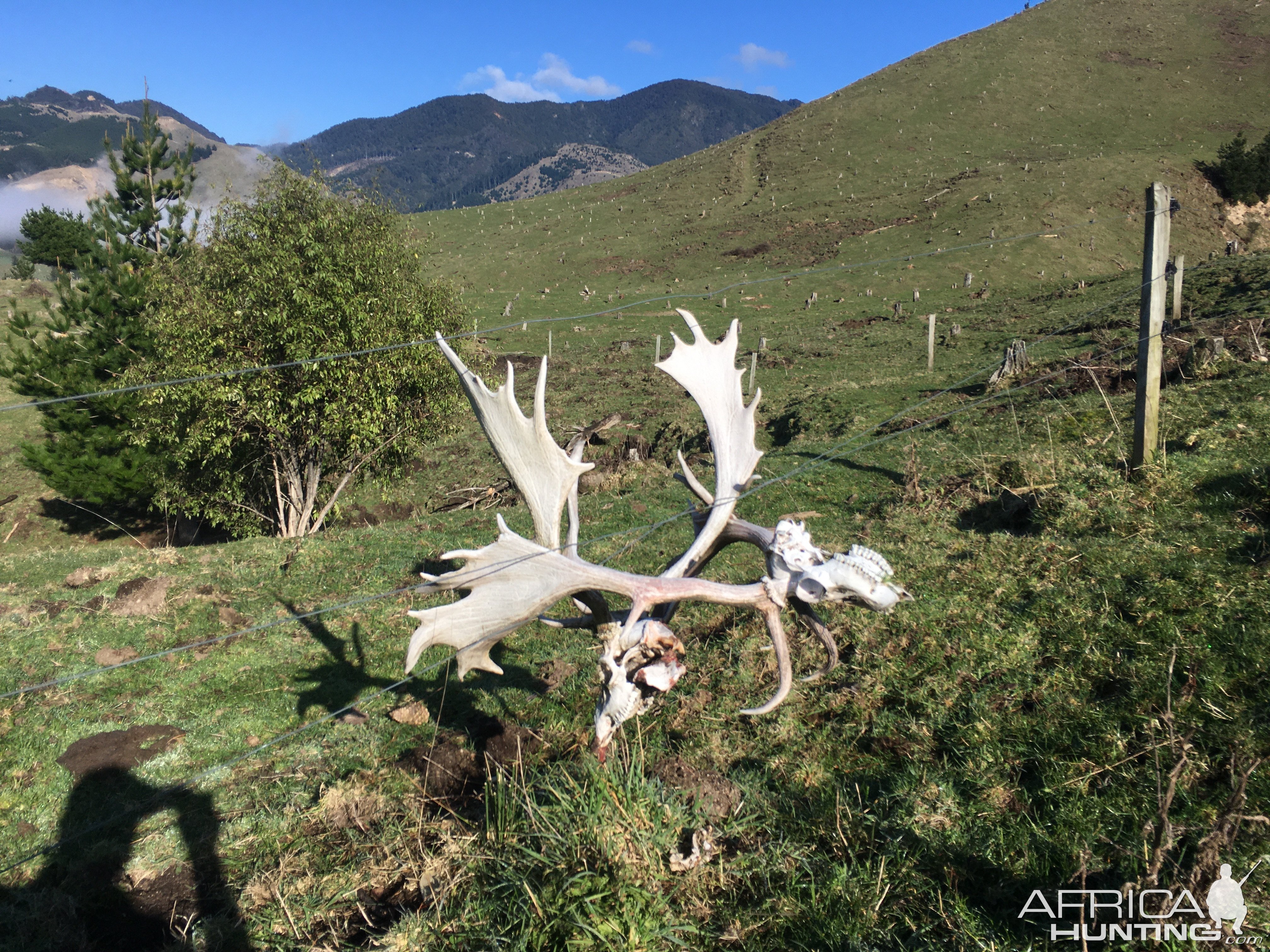 Two Fallow Deer Remains With Locked Horns