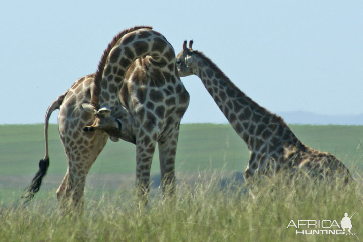 Two Giraffes