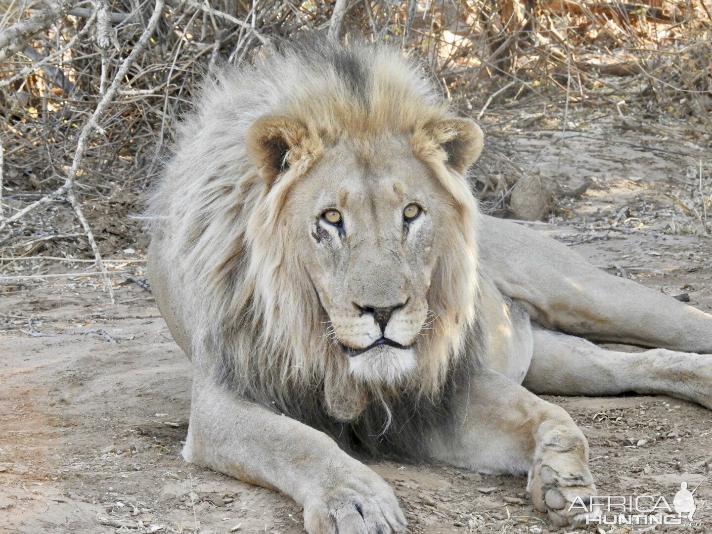 Two lions @ Erindi Game Reserve