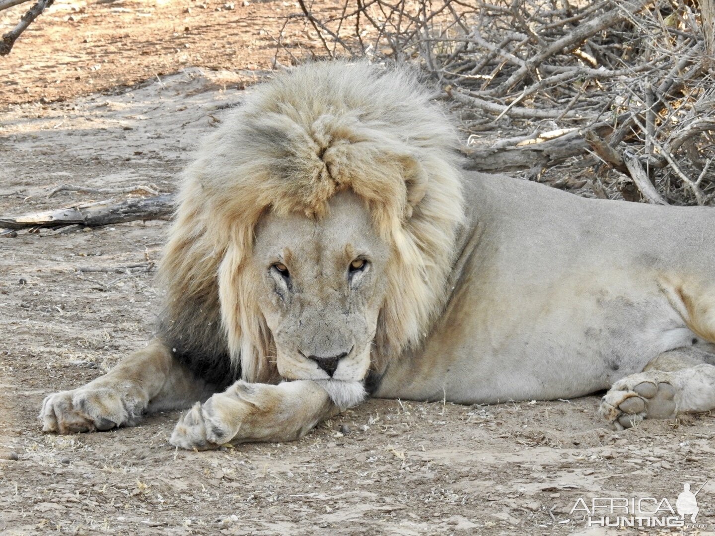 Two lions @ Erindi Game Reserve