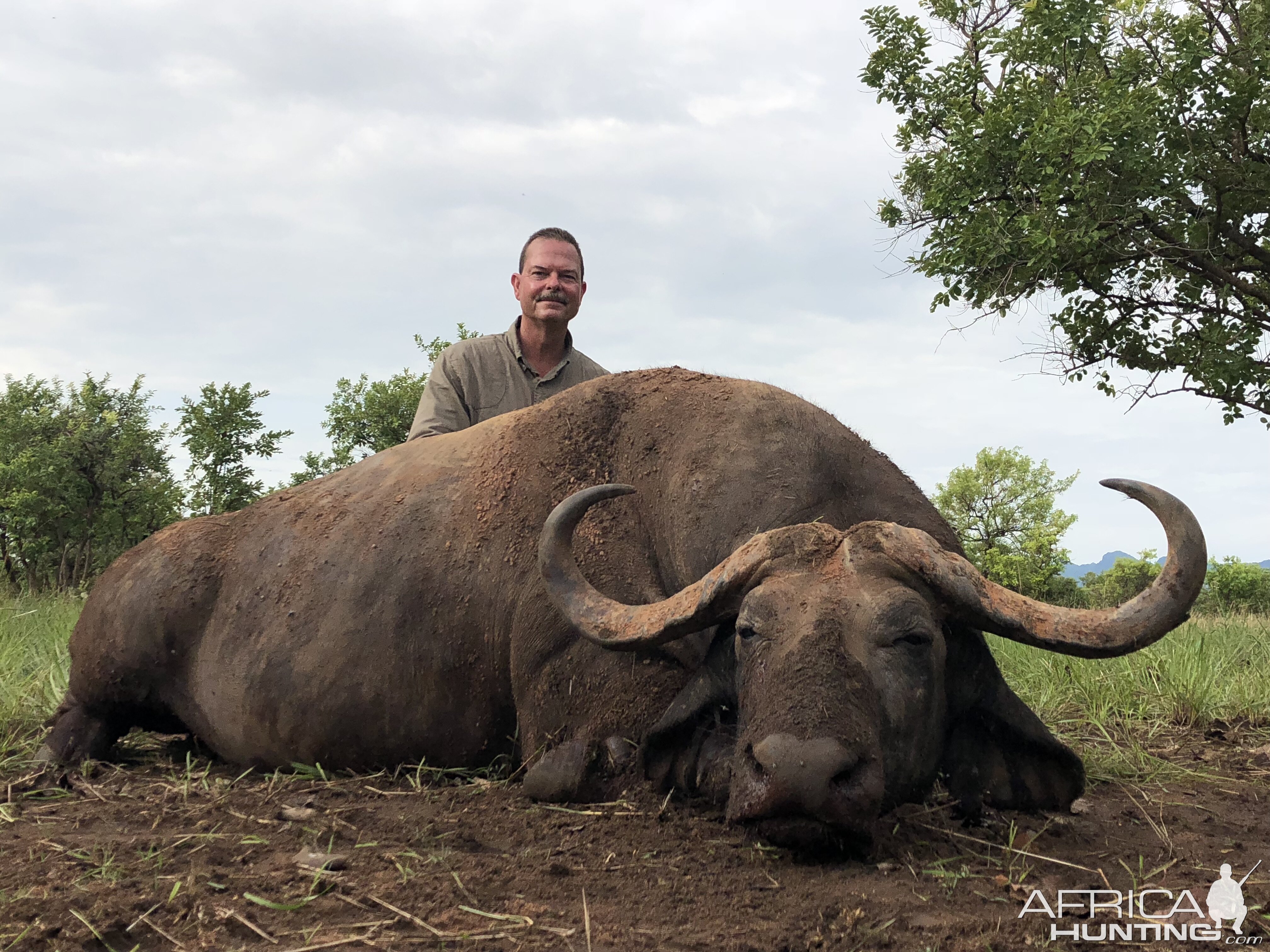 Uganda Hunting 40" Inch Nile Buffalo