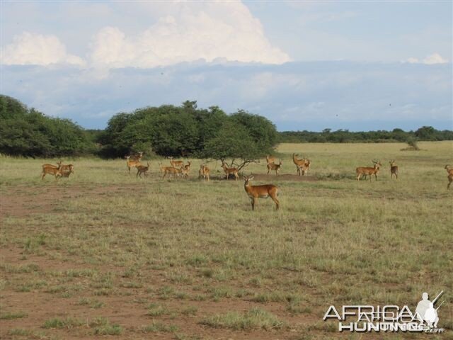 Uganda Kob