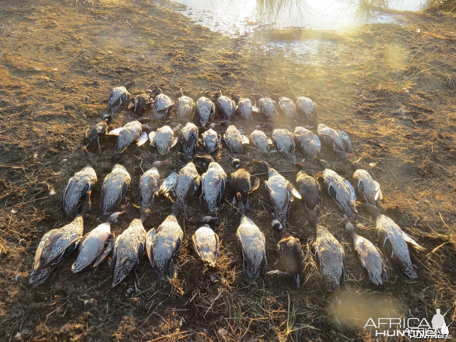 Umdende Clayton Comins Hunting Safaris