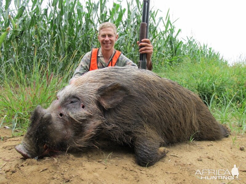 Umdende Hunting Safaris Bushpigs