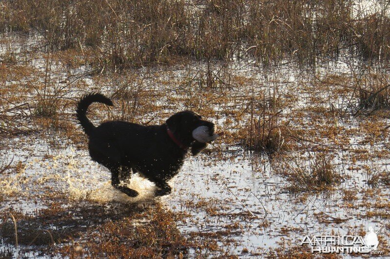 Umdende Hunting Safaris