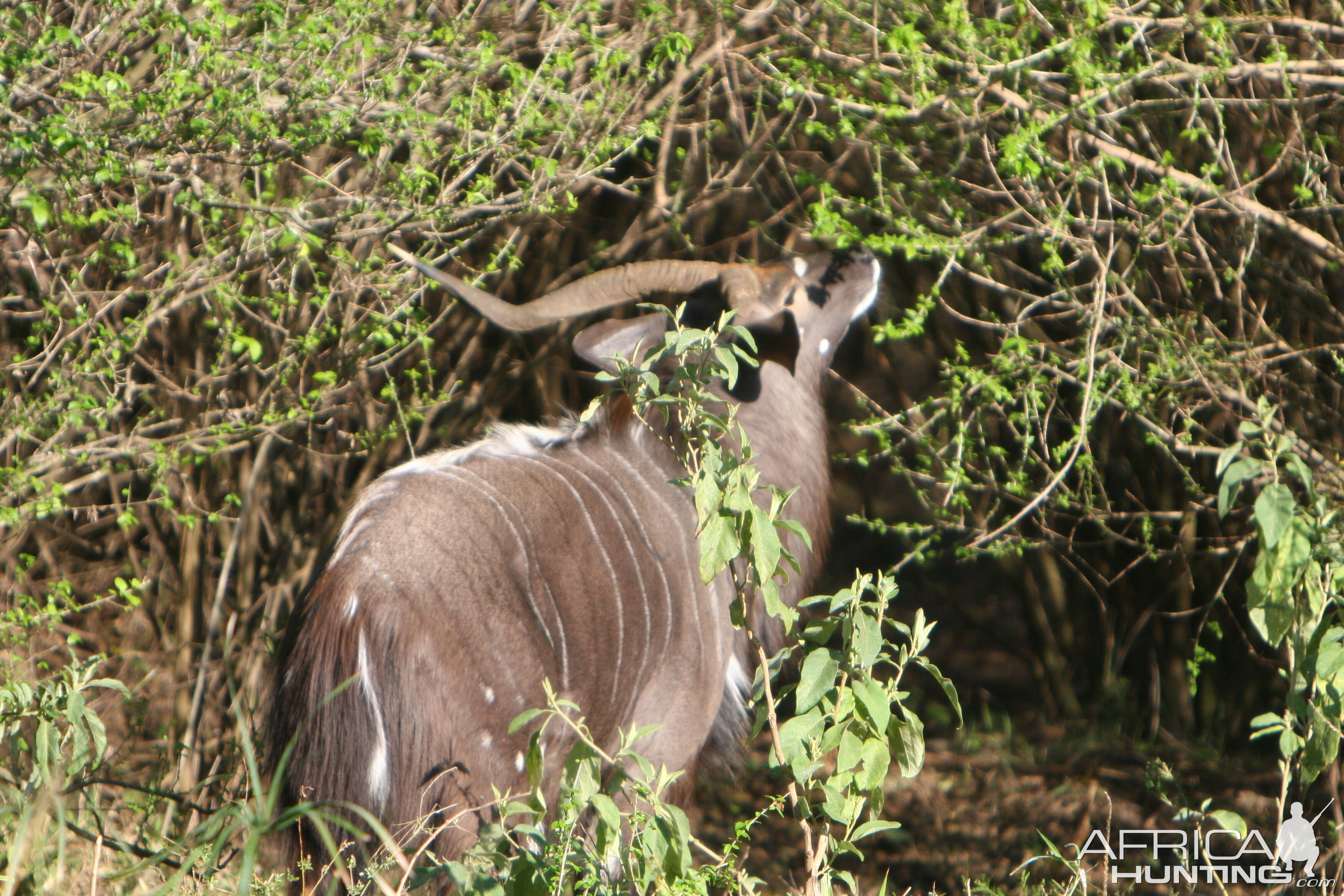 Unicorn... Nyala