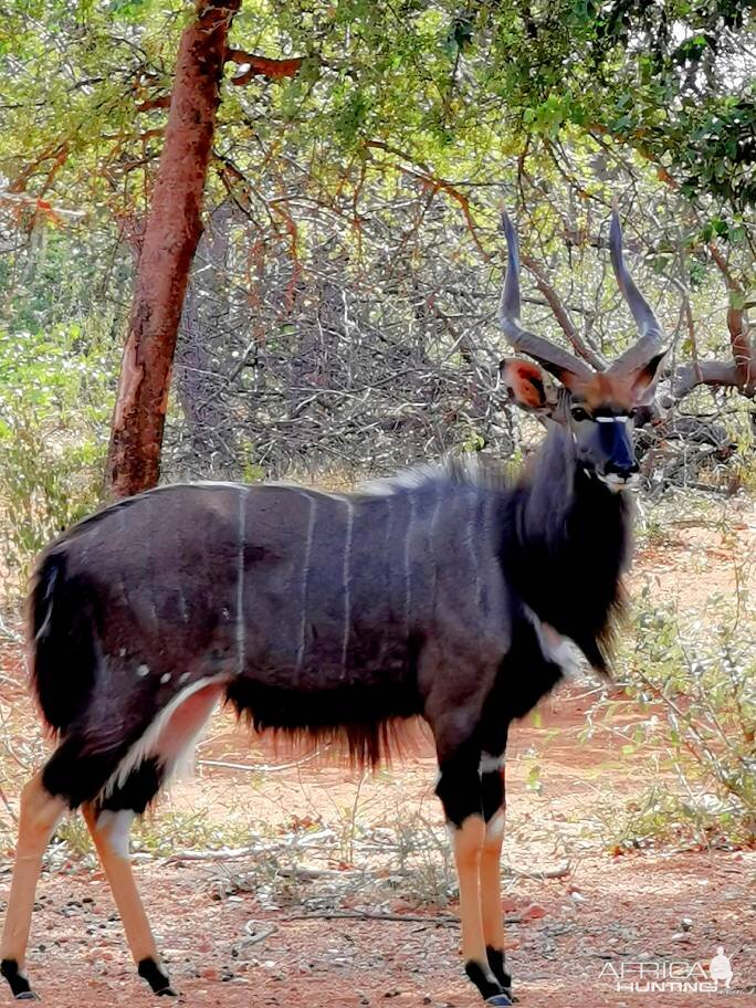 Unique Nyala South Africa Wildlife