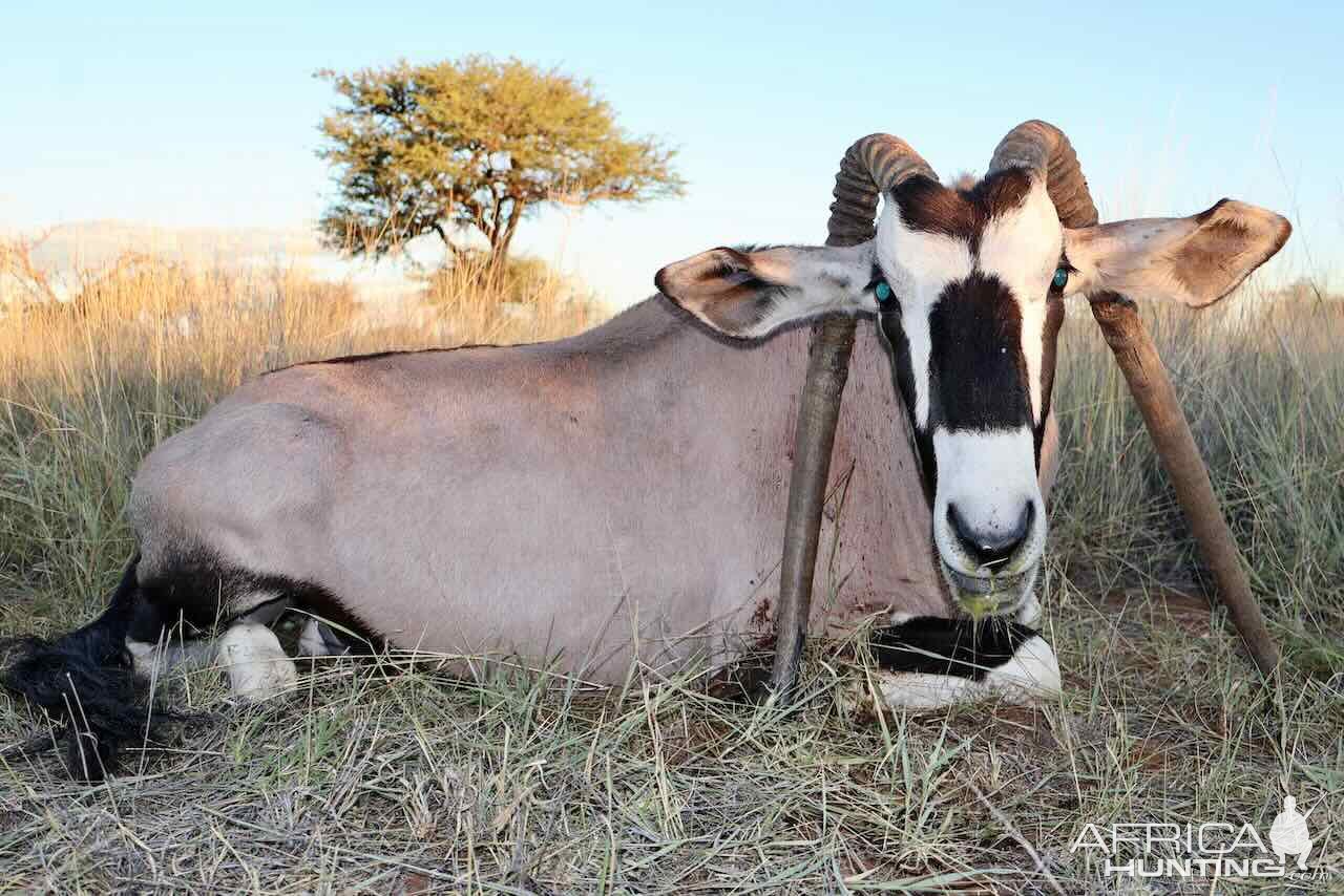 Unique Oryx with Zana Botes Safari