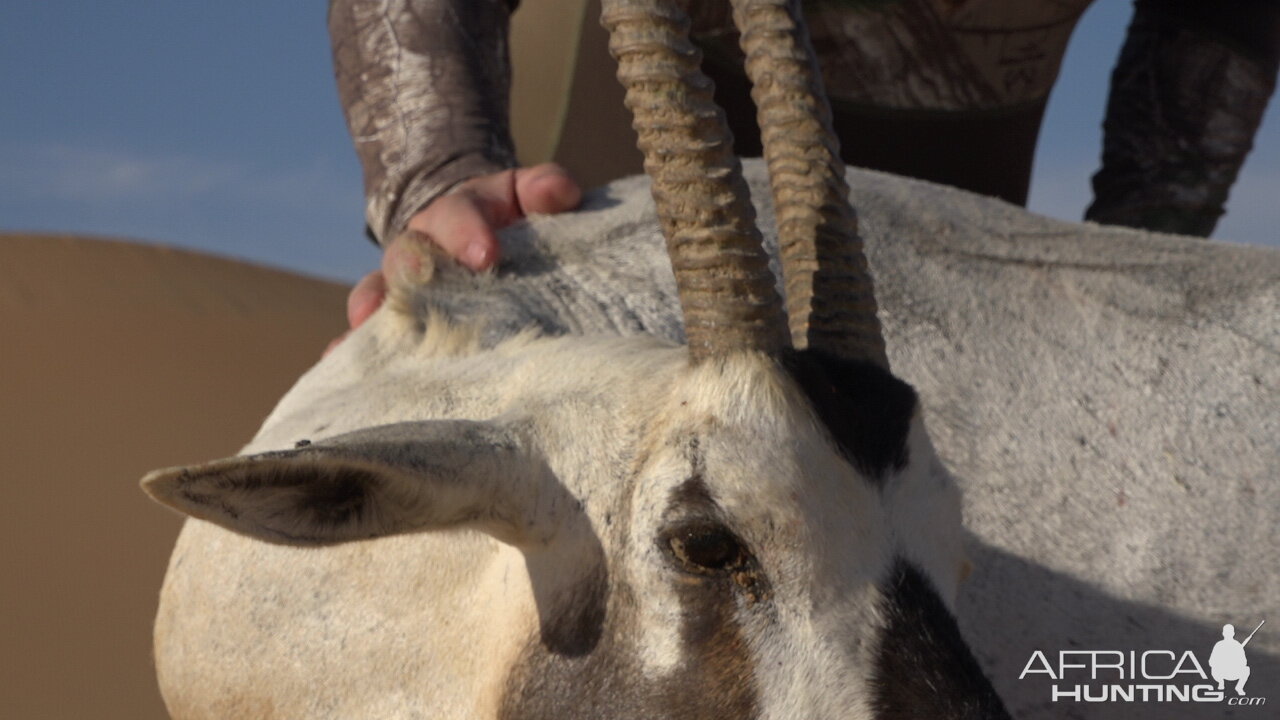 United Arab Emirates Bow Hunting Arabian Oryx