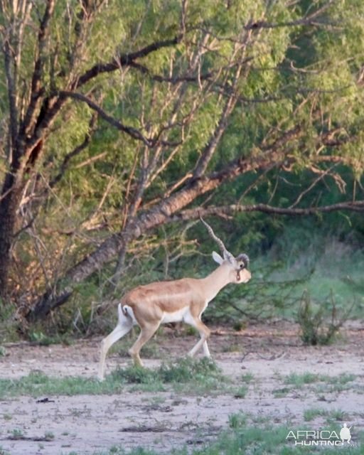 Unusual Blackbuck Texas