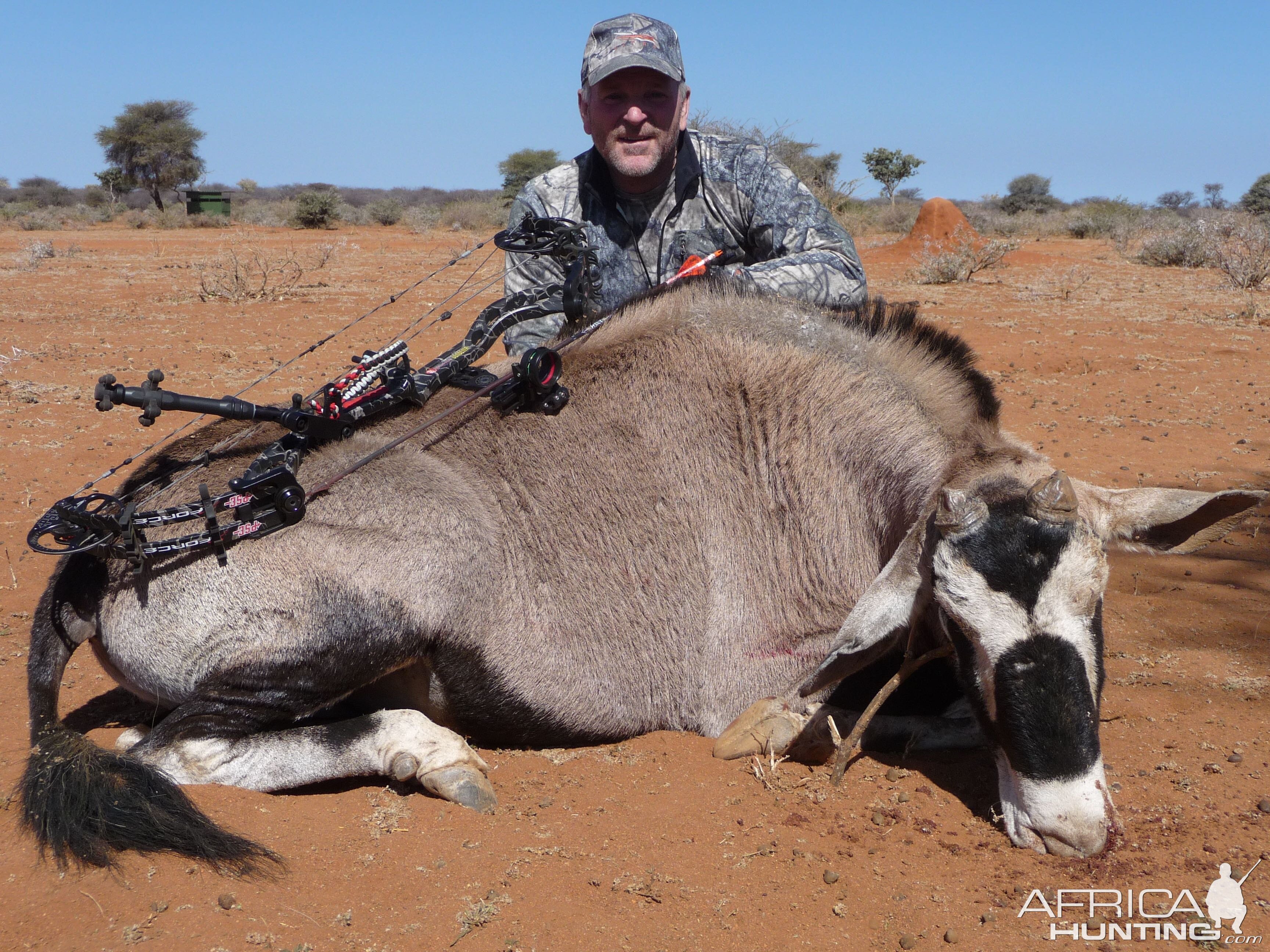 Unusual Bow Hunt Gemsbok