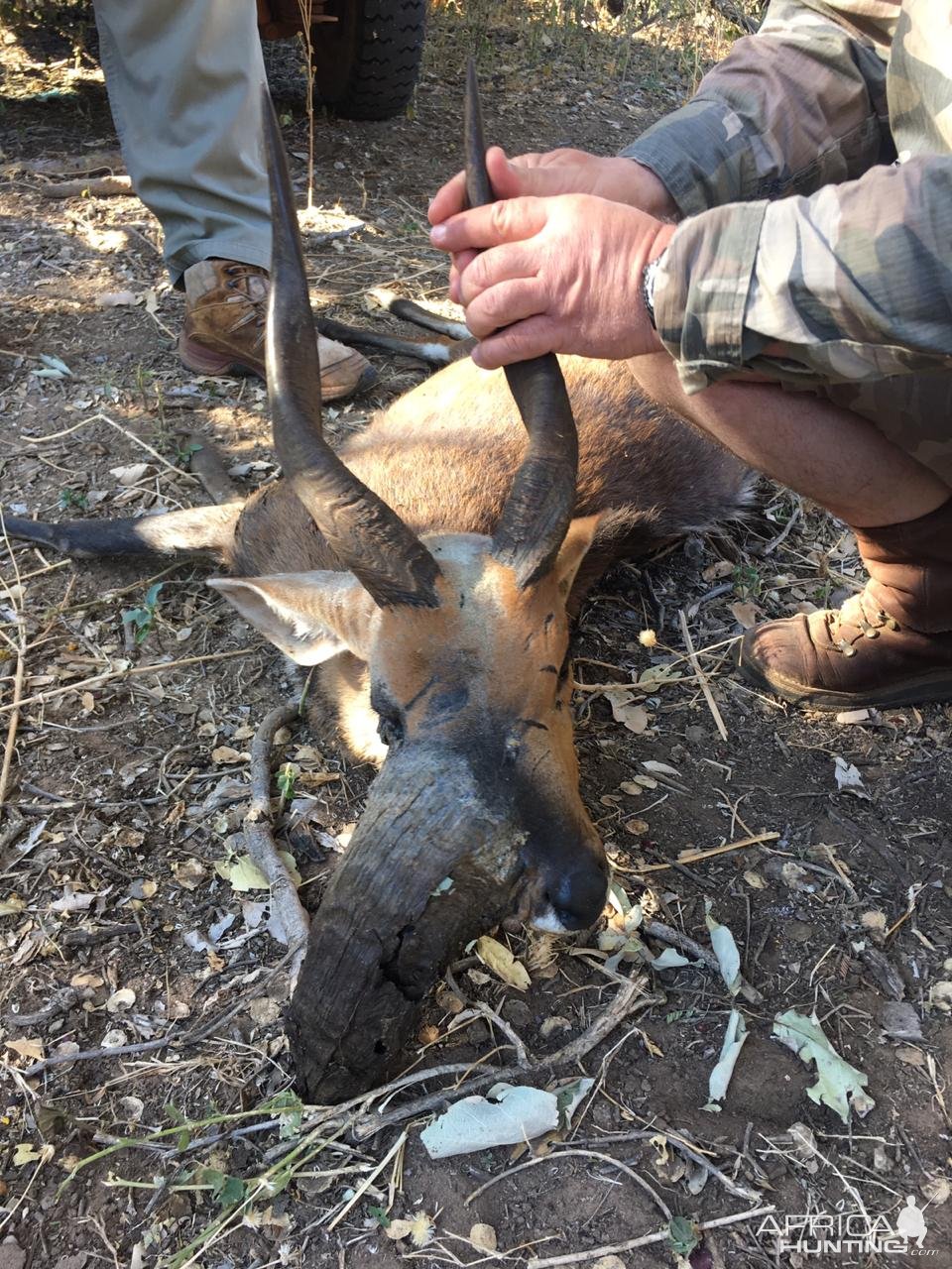 Unusual Bushbuck Hunt Botswana