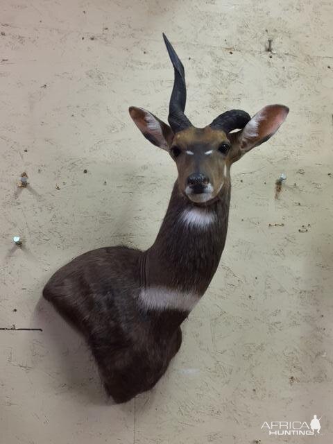 Unusual Bushbuck Shoulder Mount Taxidermy