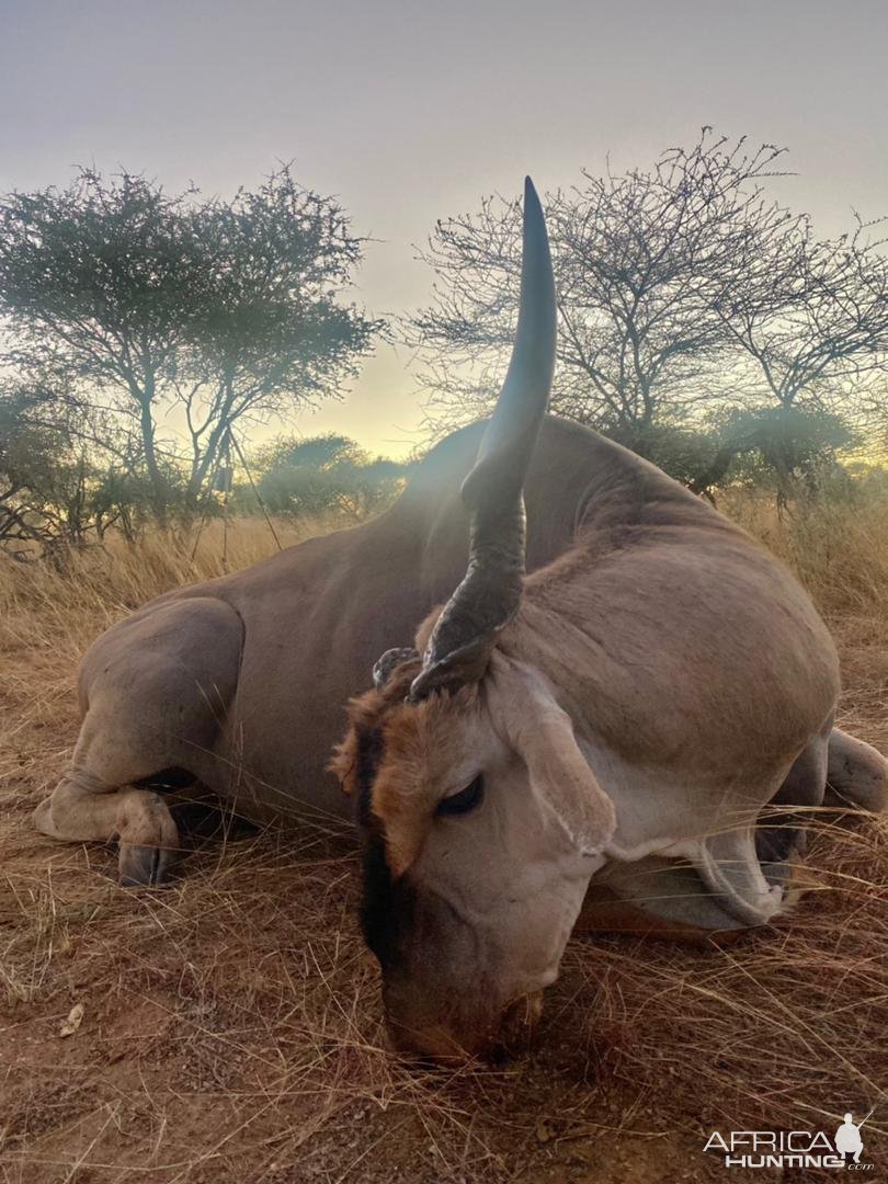 Unusual Eland Hunt Namibia