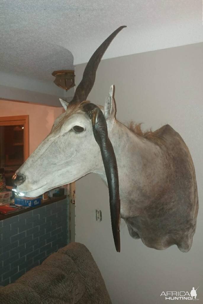 Unusual Eland Shoulder Mount Taxidermy