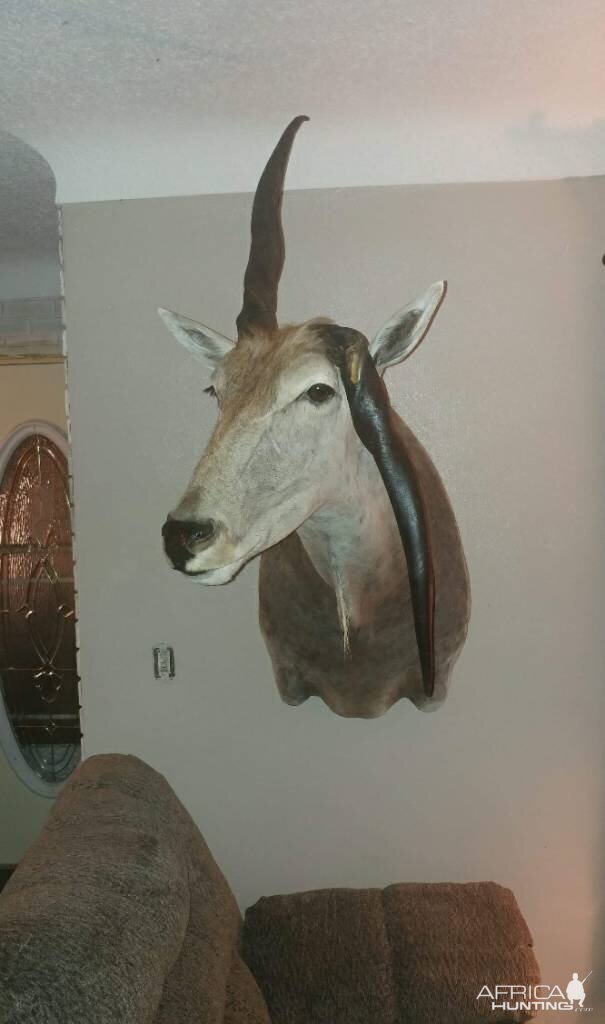 Unusual Eland Shoulder Mount Taxidermy