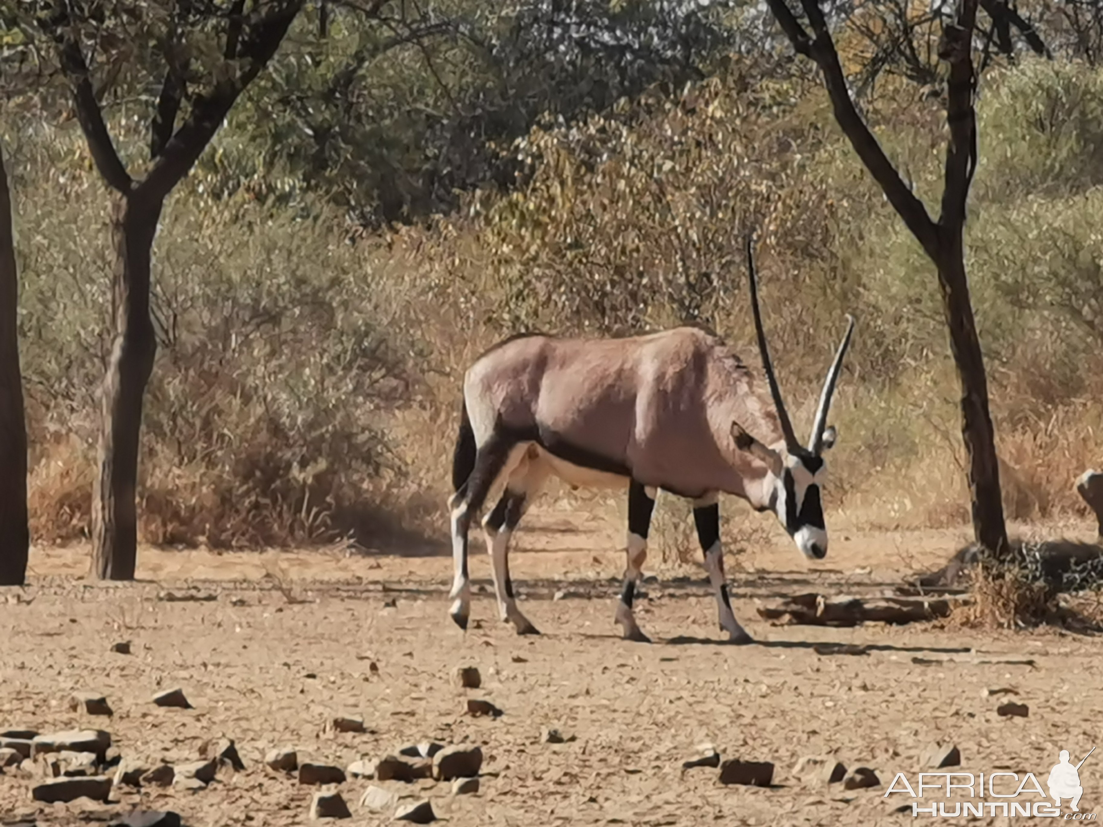 Unusual Gemsbok South Africa