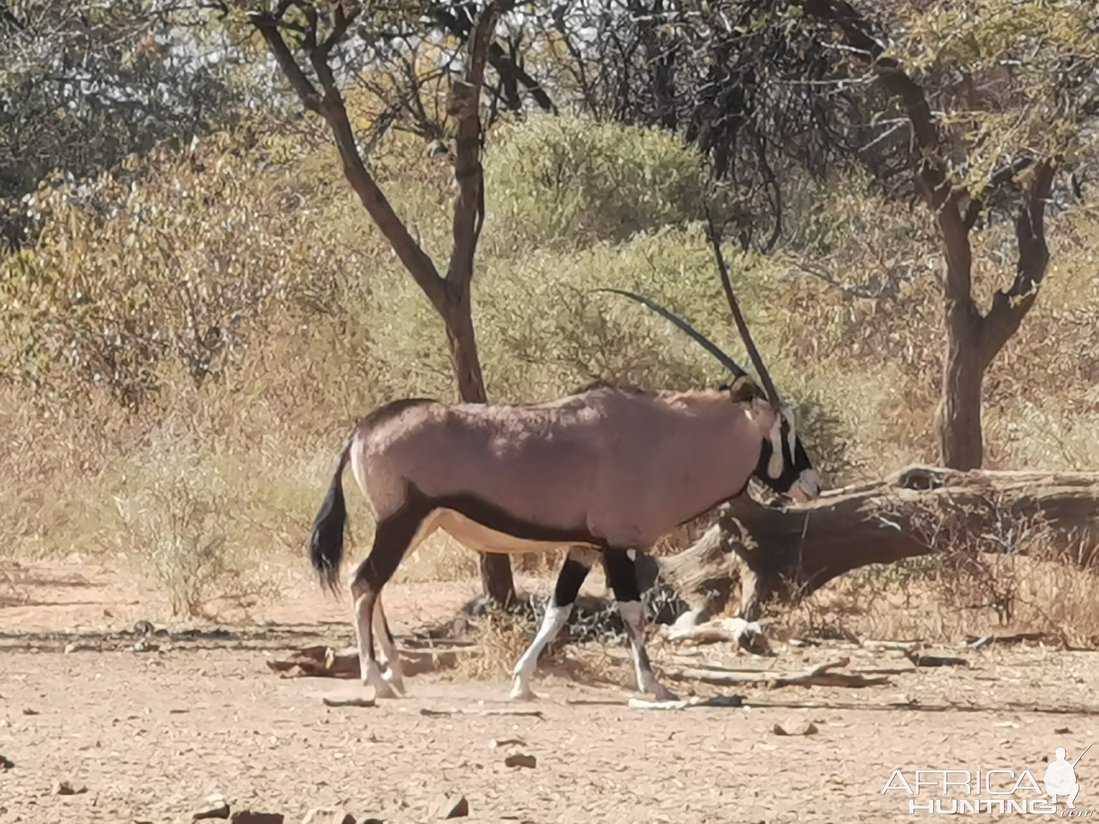 Unusual Gemsbok South Africa