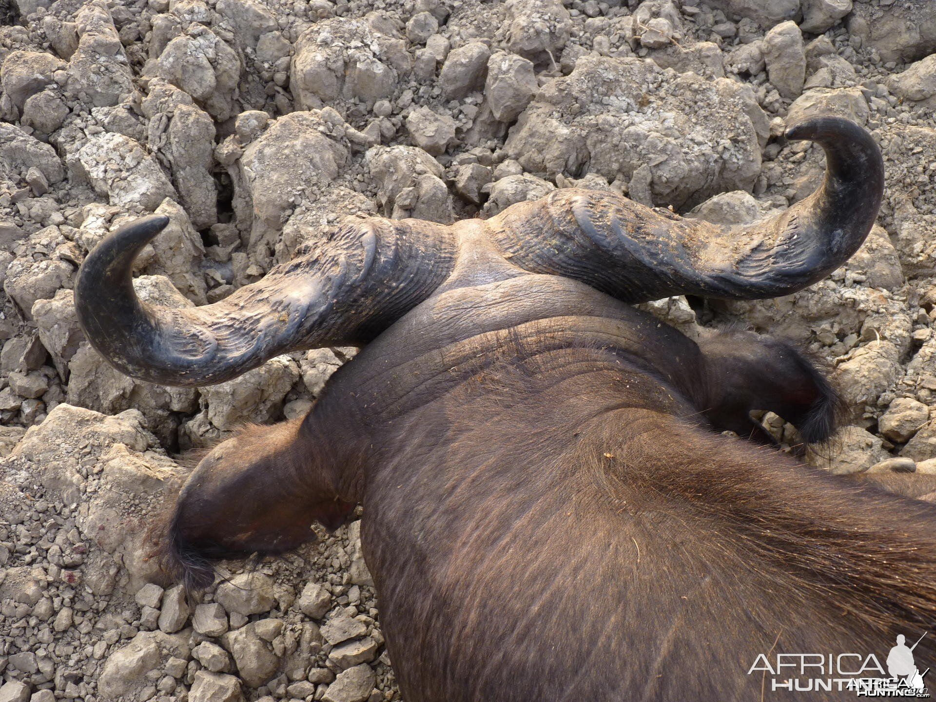 Unusual horn shaped Buffalo CAR