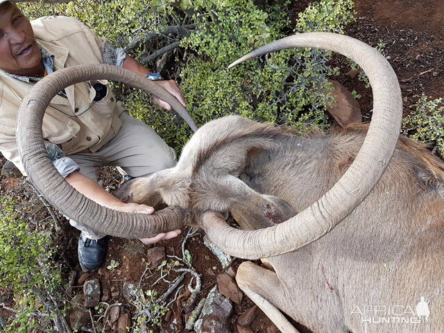 Unusual Kudu Trophy