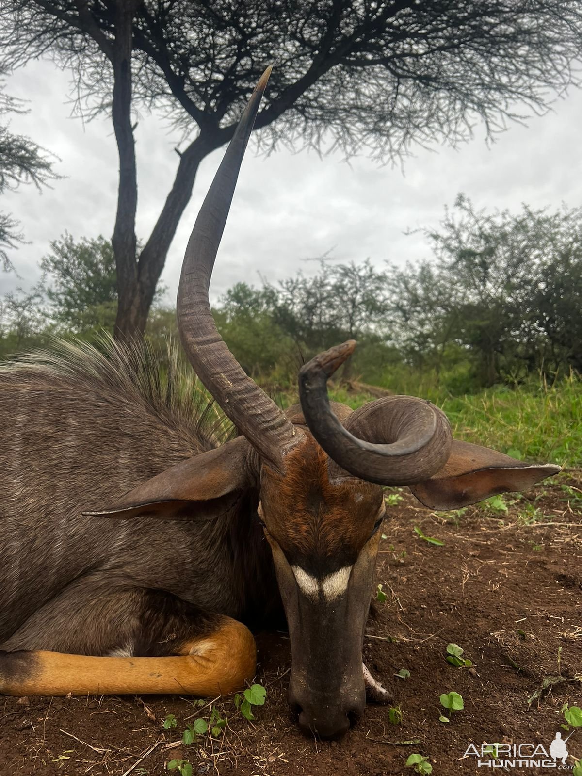 Unusual Nyala