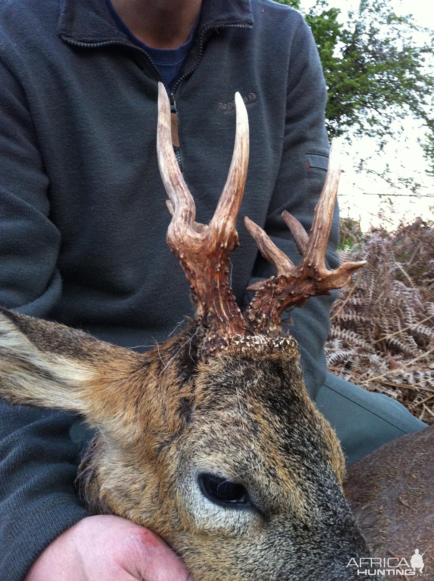 Unusual Roe Buck