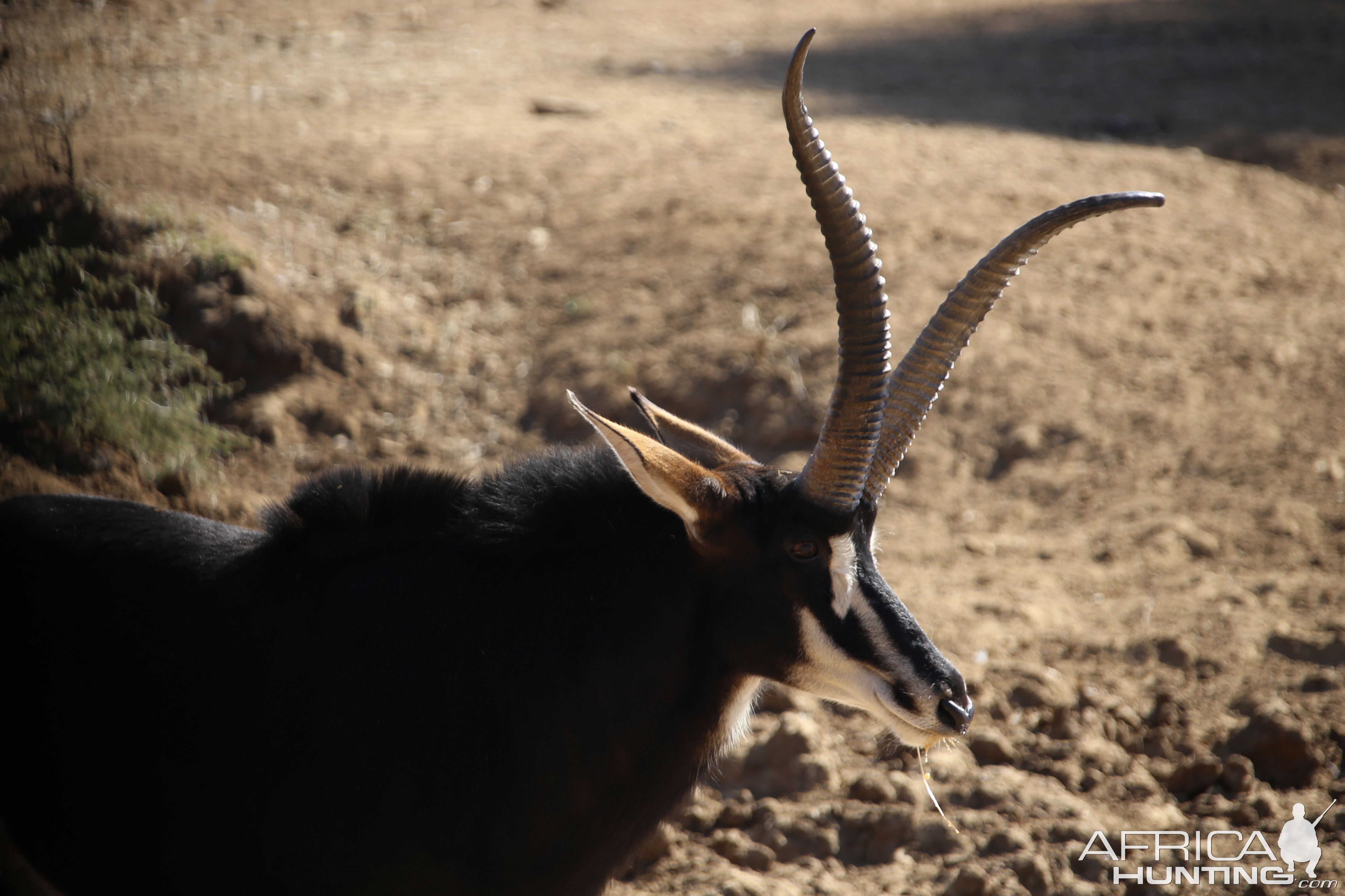 Unusual Sable South Africa