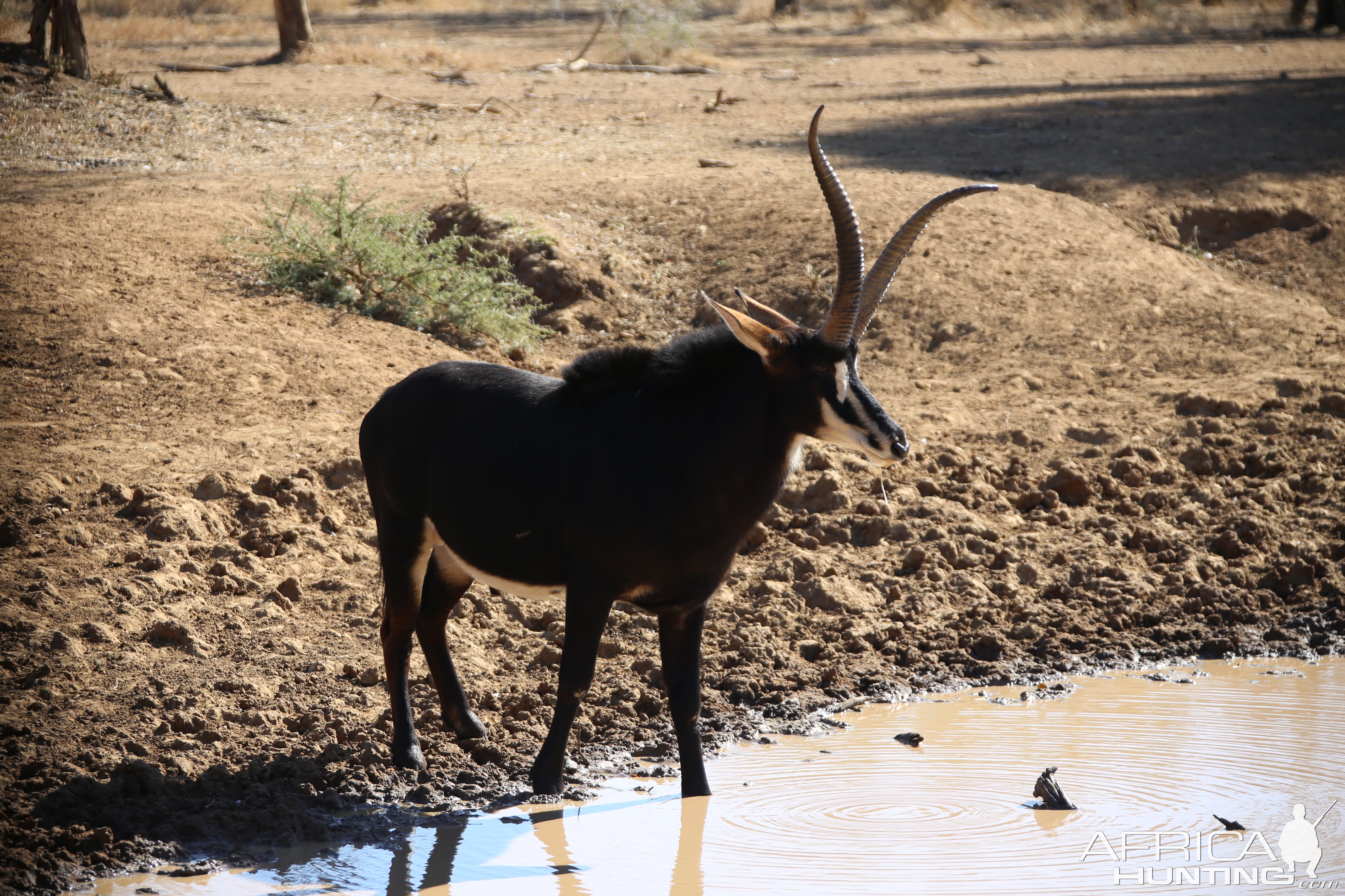 Unusual Sable South Africa