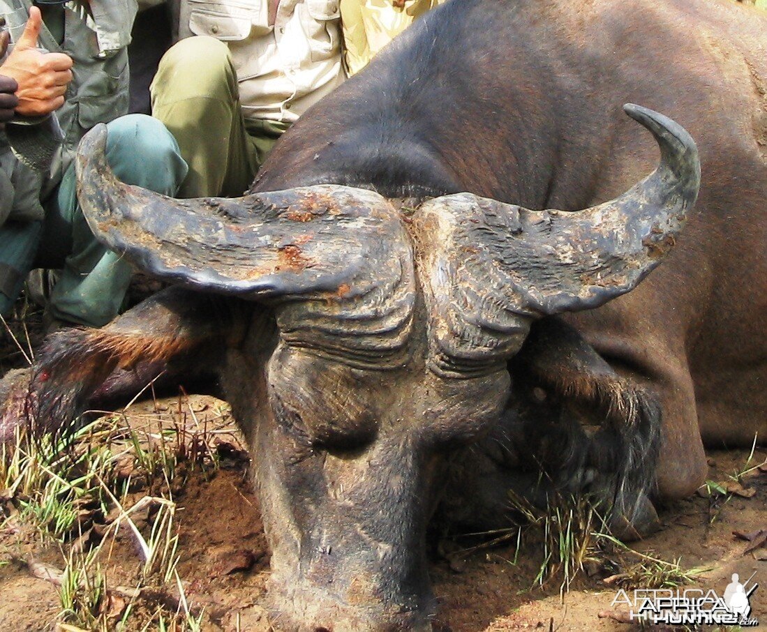 Unusual trophy Buffalo from CAR