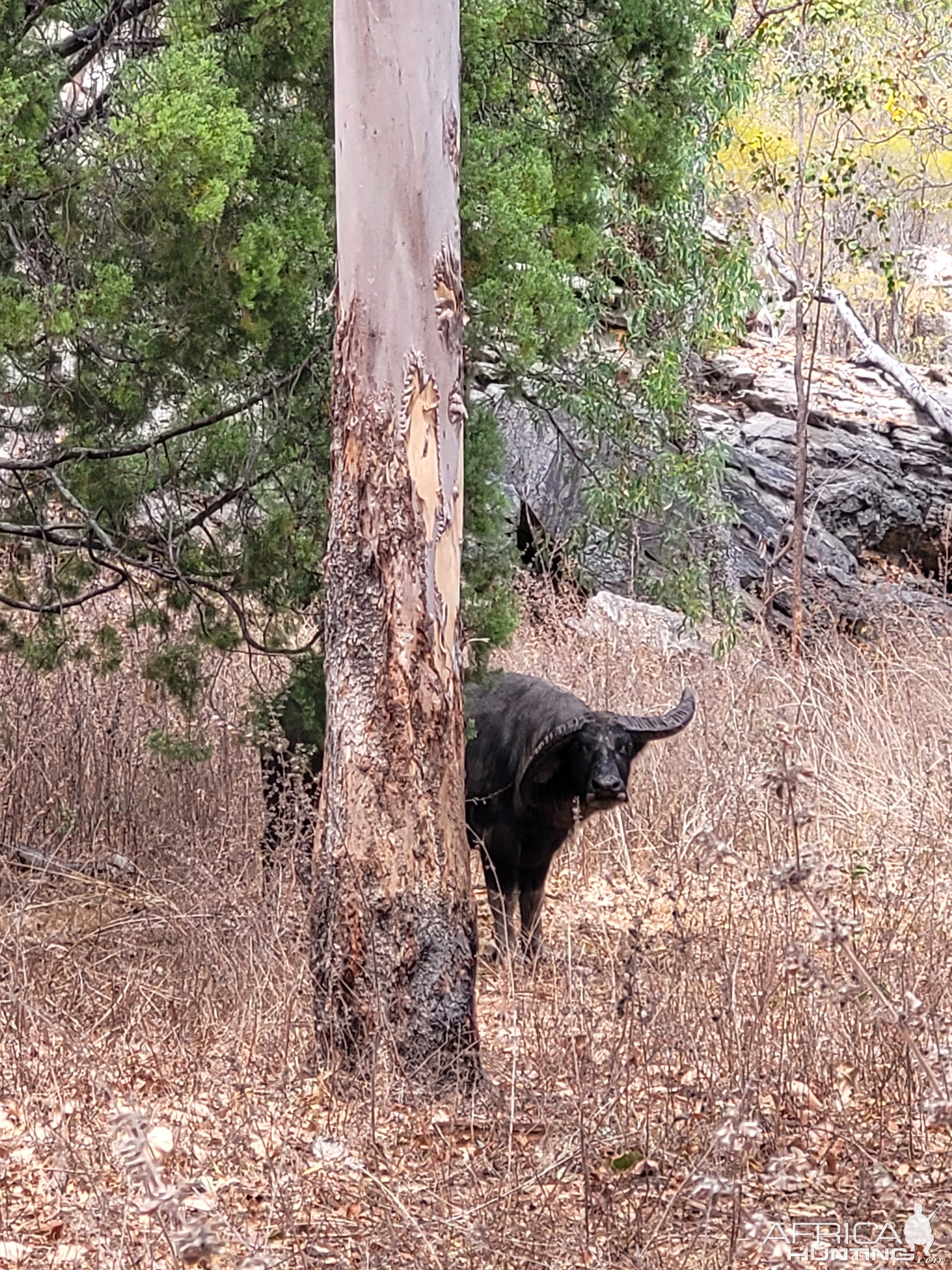 Unusual Water Buffalo Australia