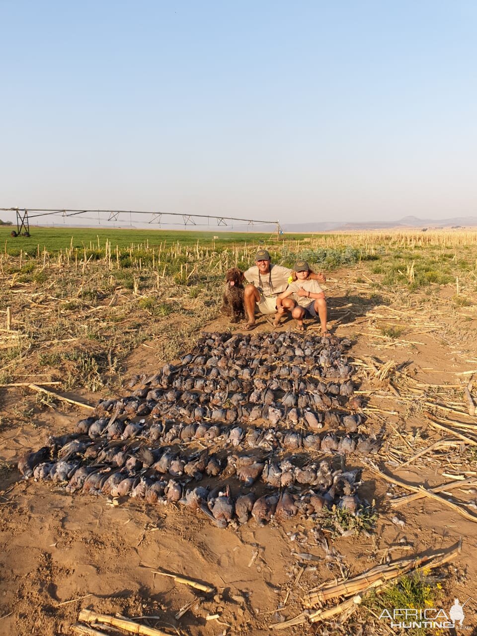 Upland Bird Shooting South Africa