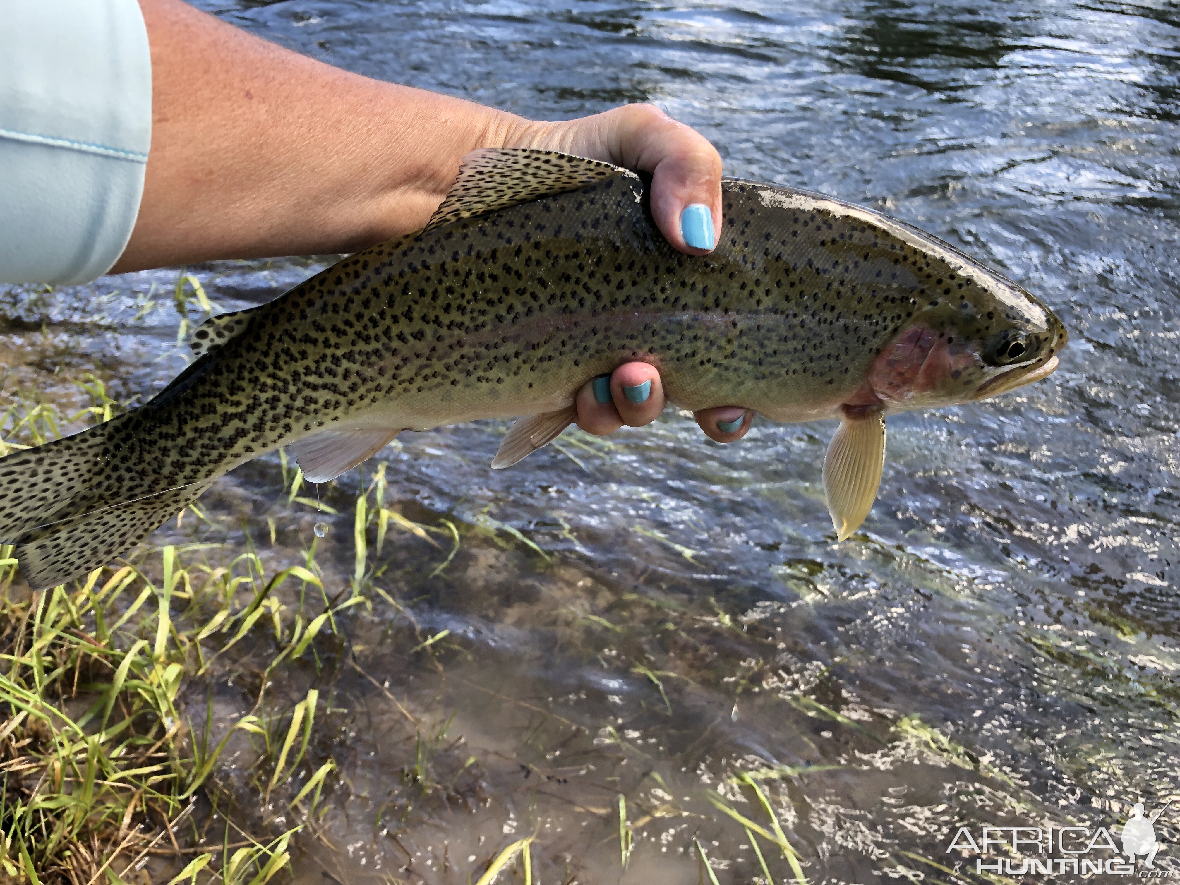 USA Fishing Rainbow Trout