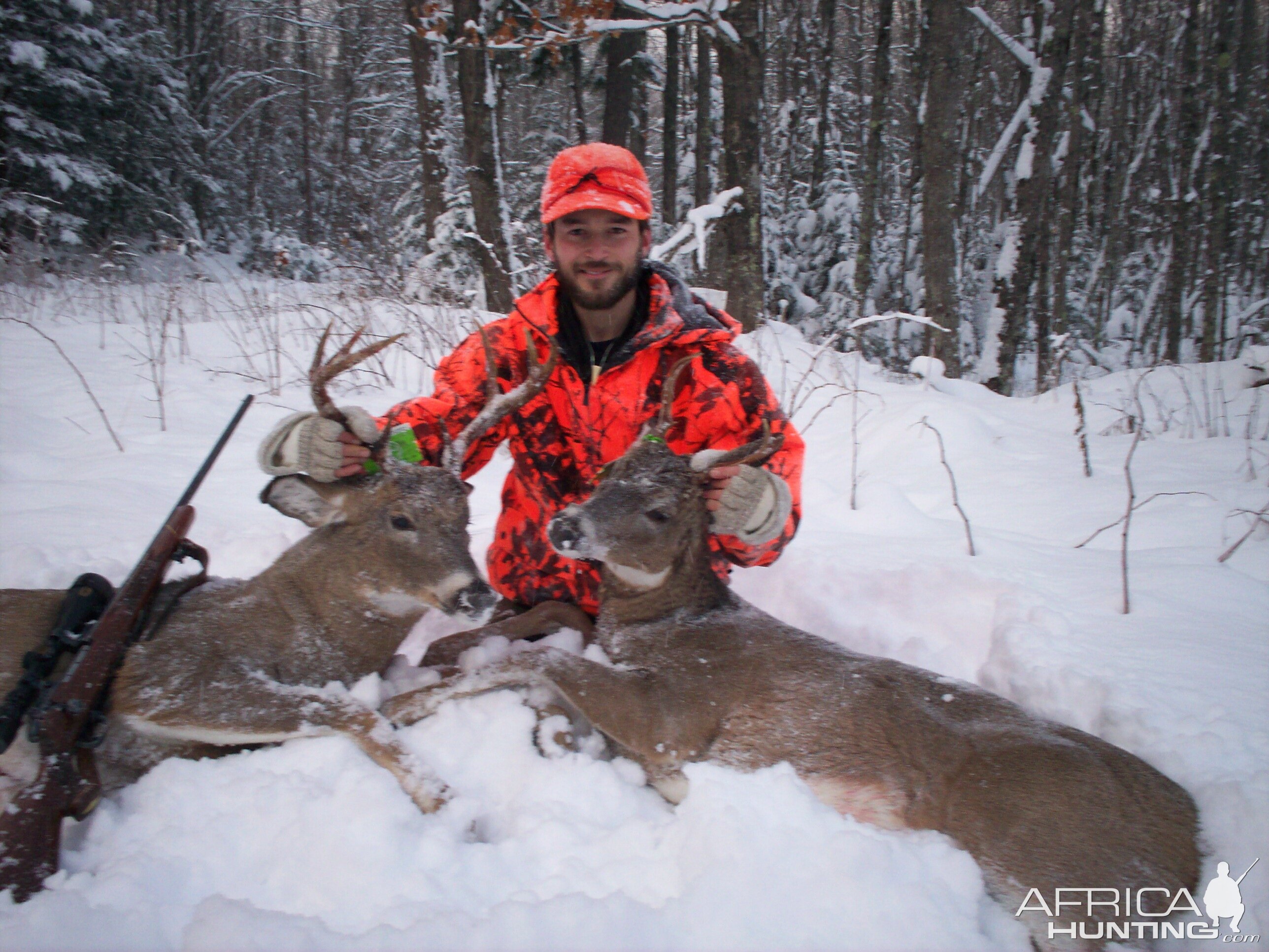 USA Hunt White-tailed Deer