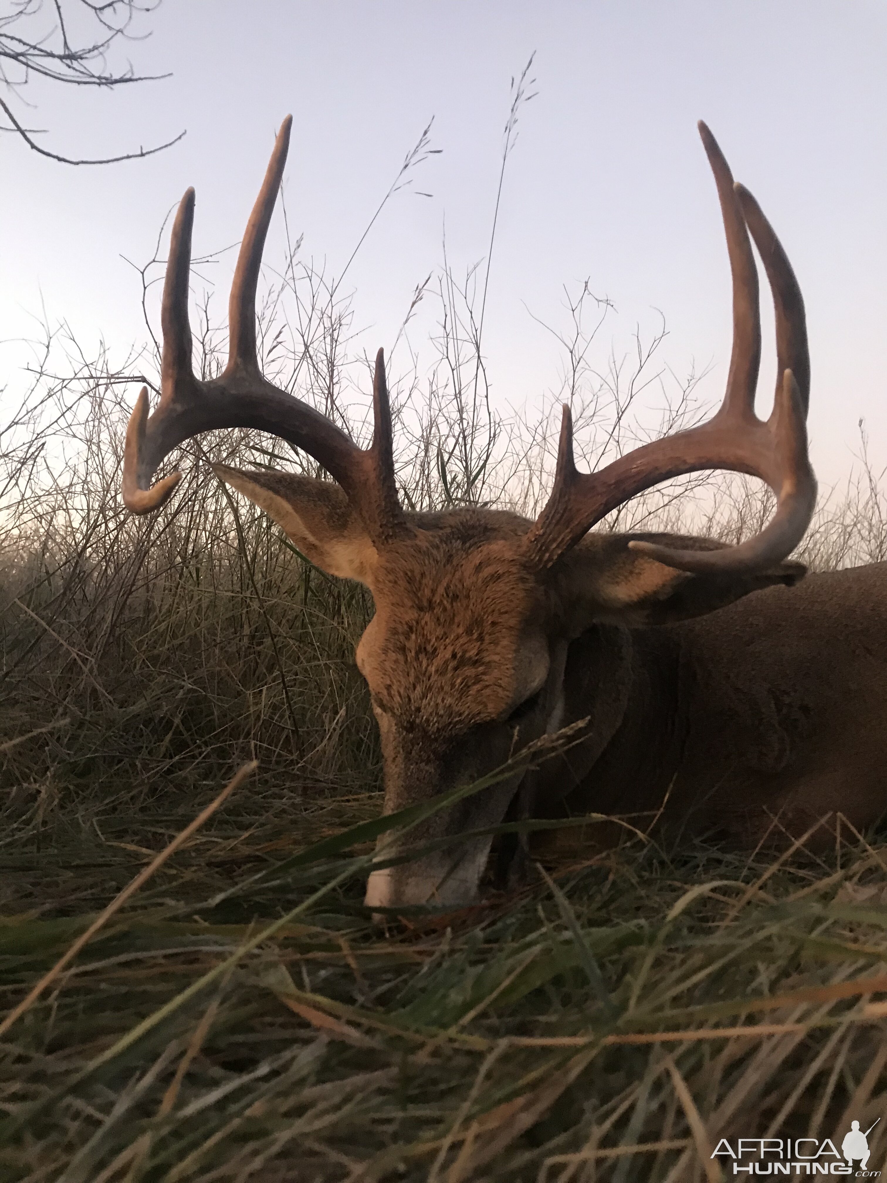 USA Hunt White-tailed Deer