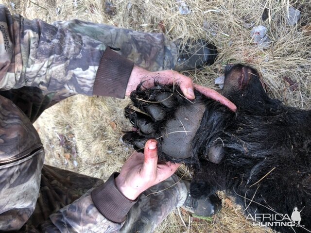 USA Hunting Black Bear