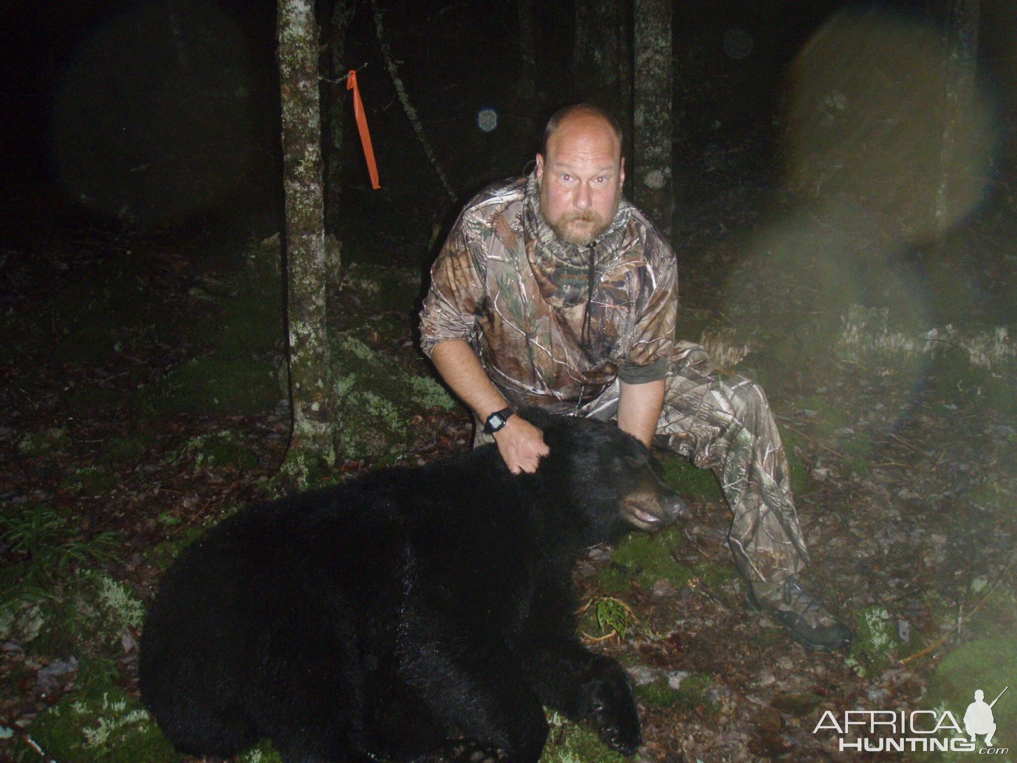 USA Hunting Black Bear