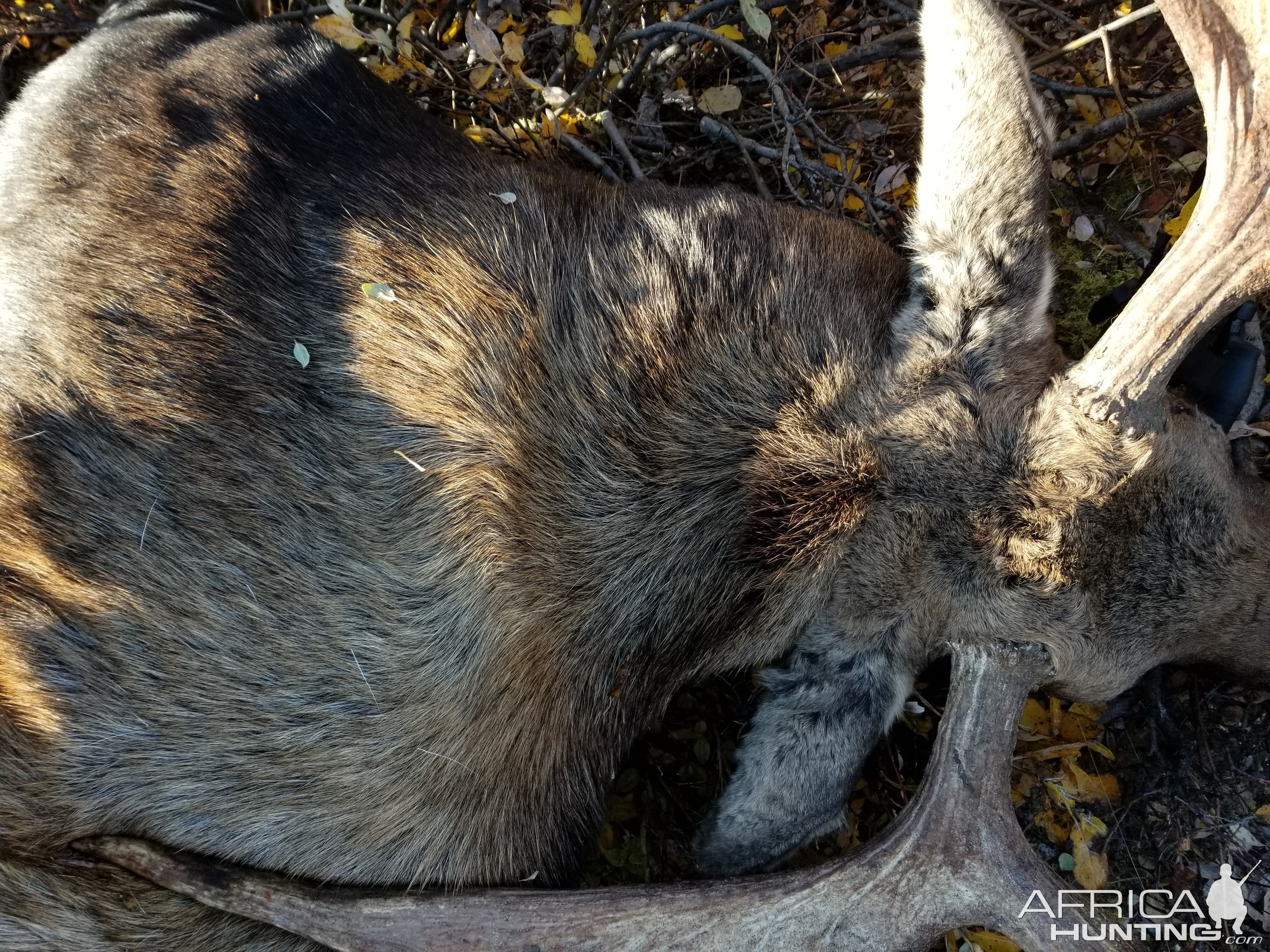 USA Hunting Moose