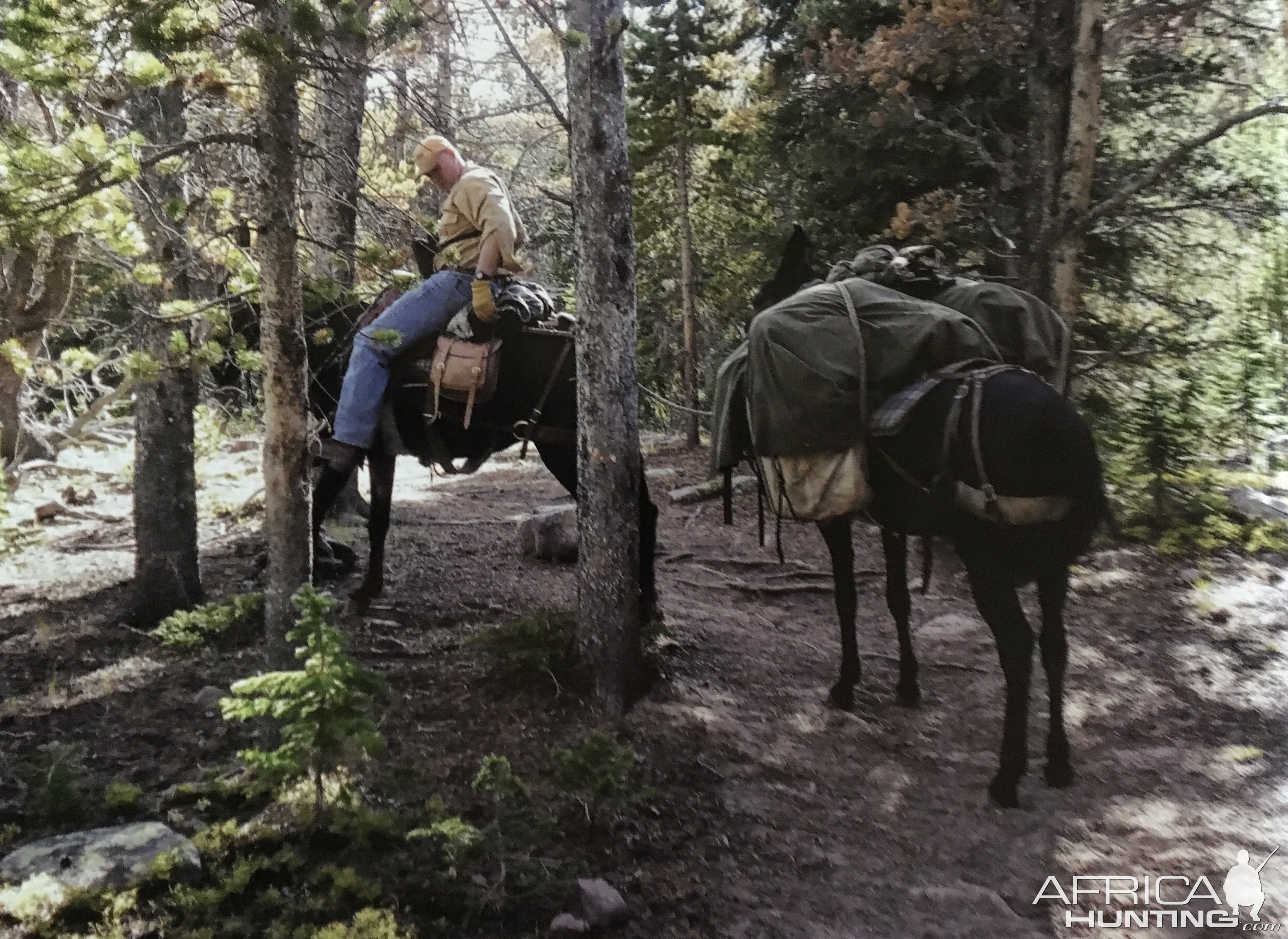 USA Hunting Mountain Goat