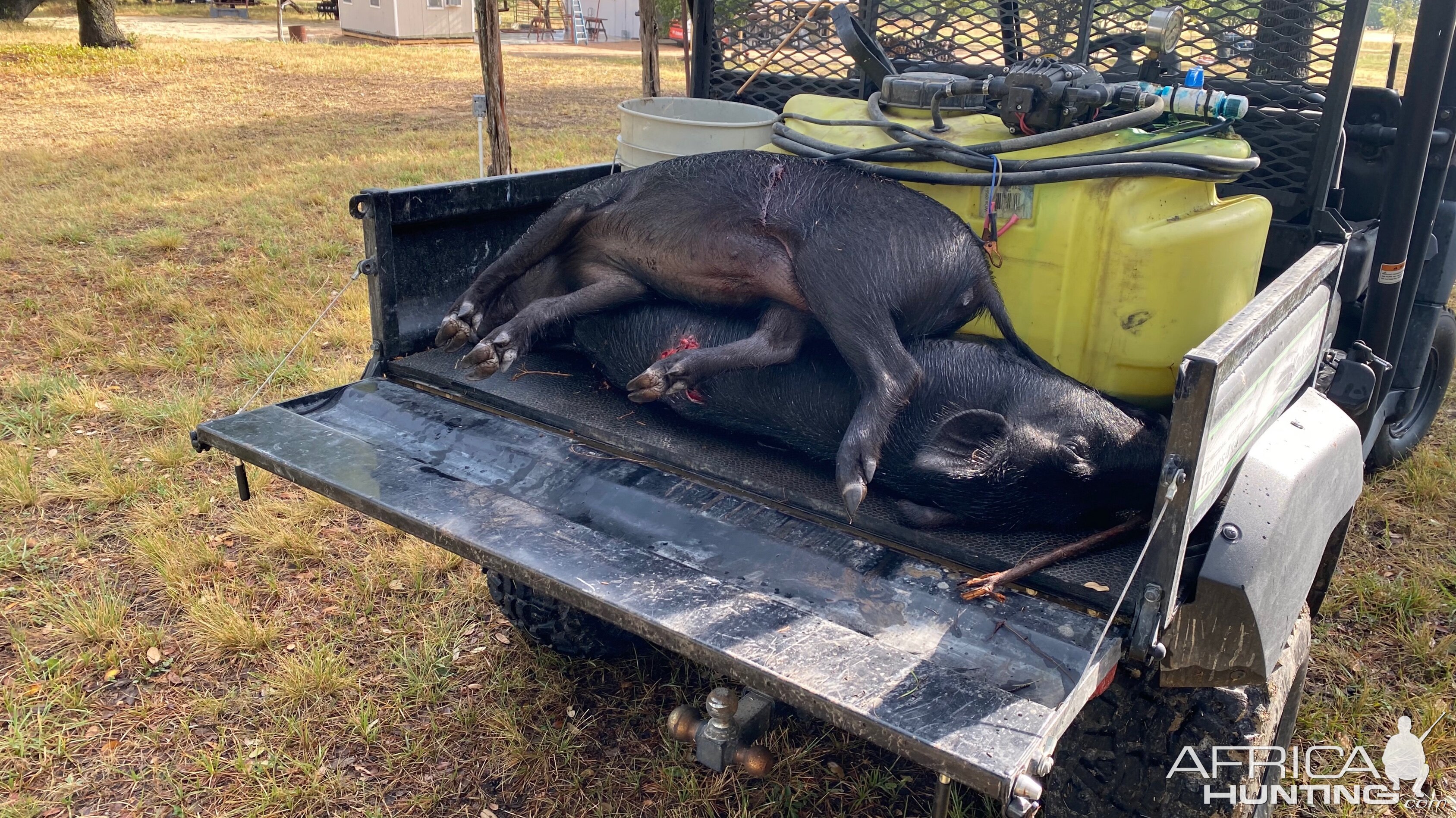 USA Hunting Pig