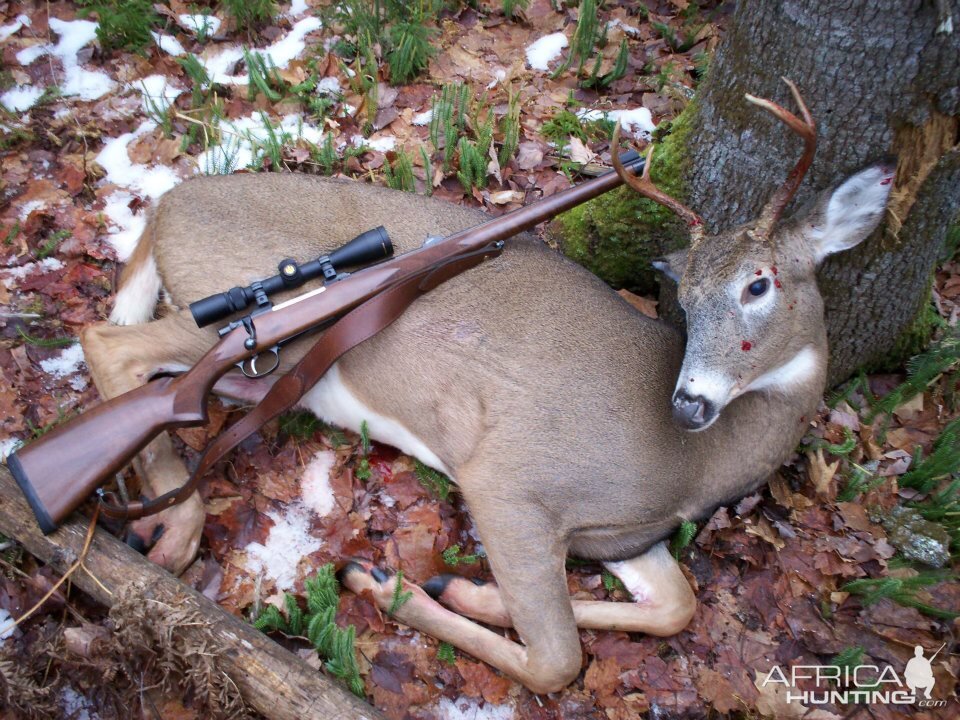 USA Hunting White-tailed Deer