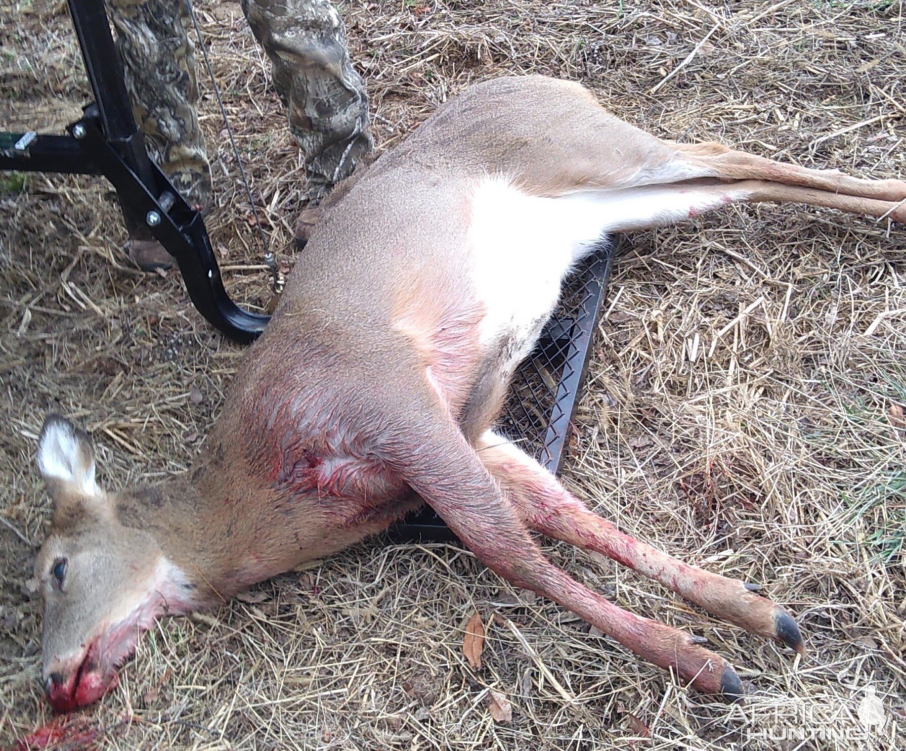 USA Hunting White-tailed Deer