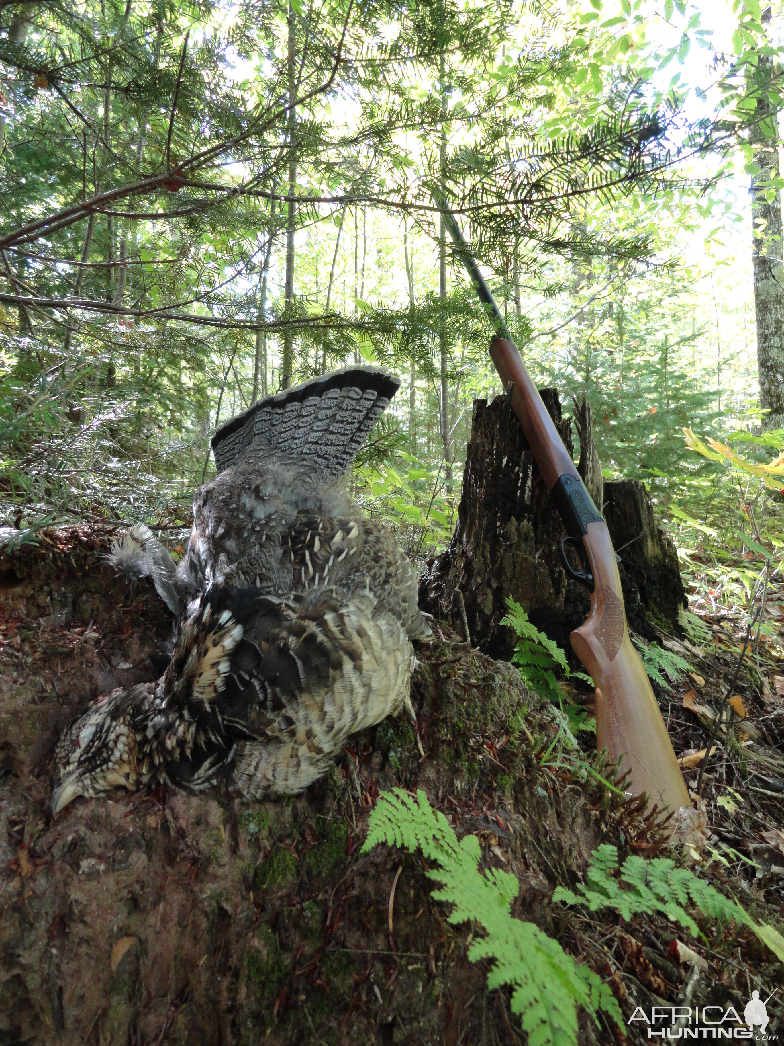 USA Upland Hunting Prairie-chickens