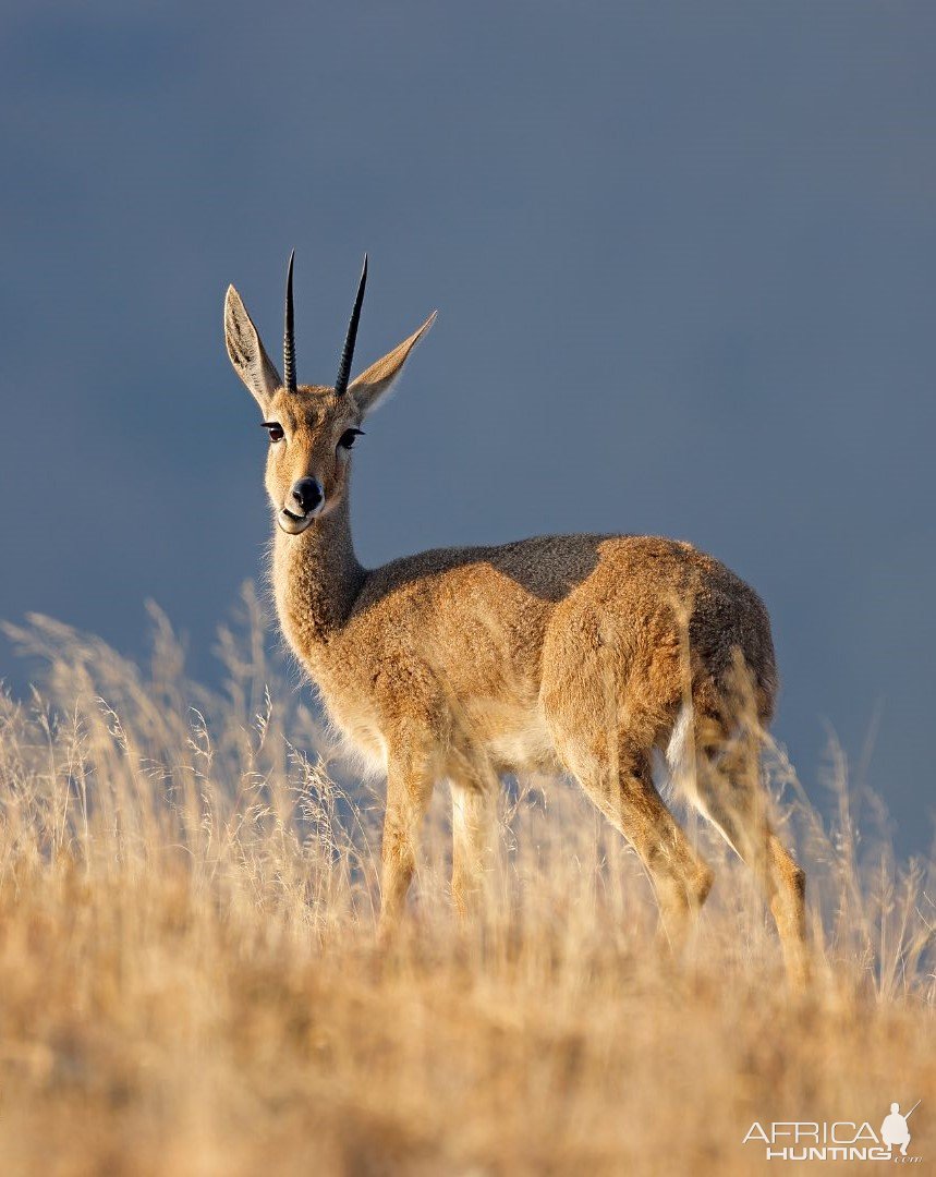 Vaal Reedbuck South Africa