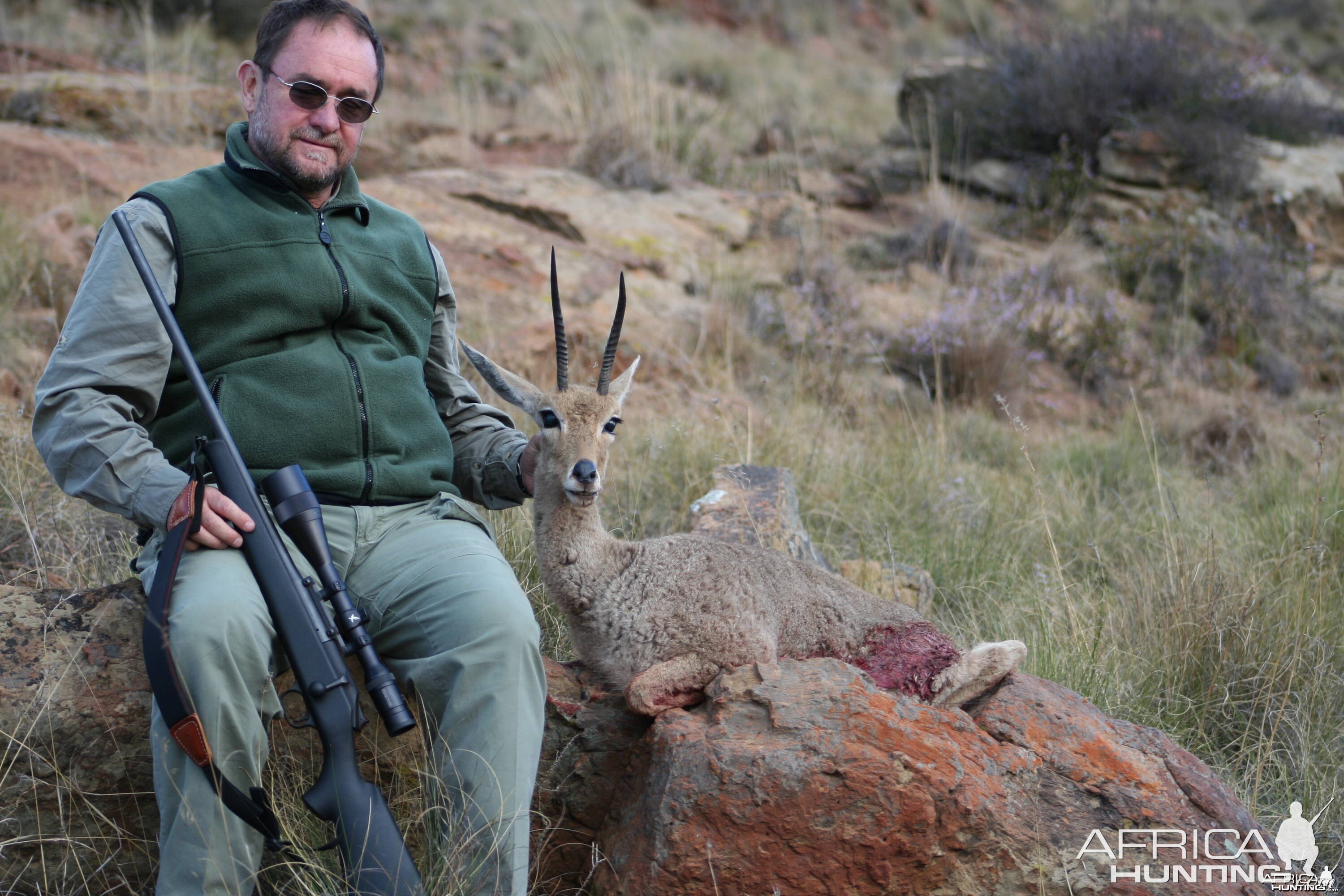 Vaal Reedbuck