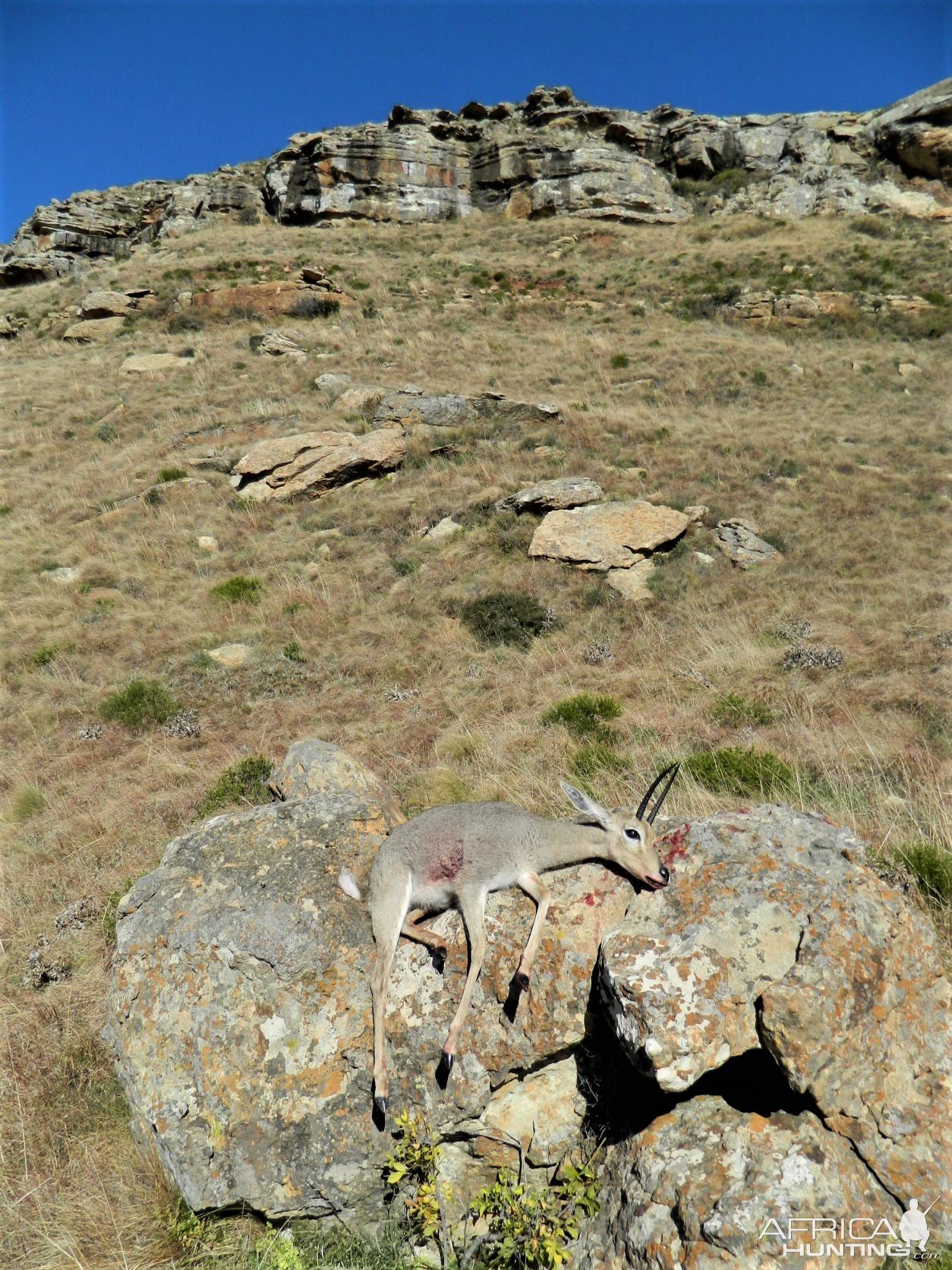 Vaal Rhebok Hunt South Africa