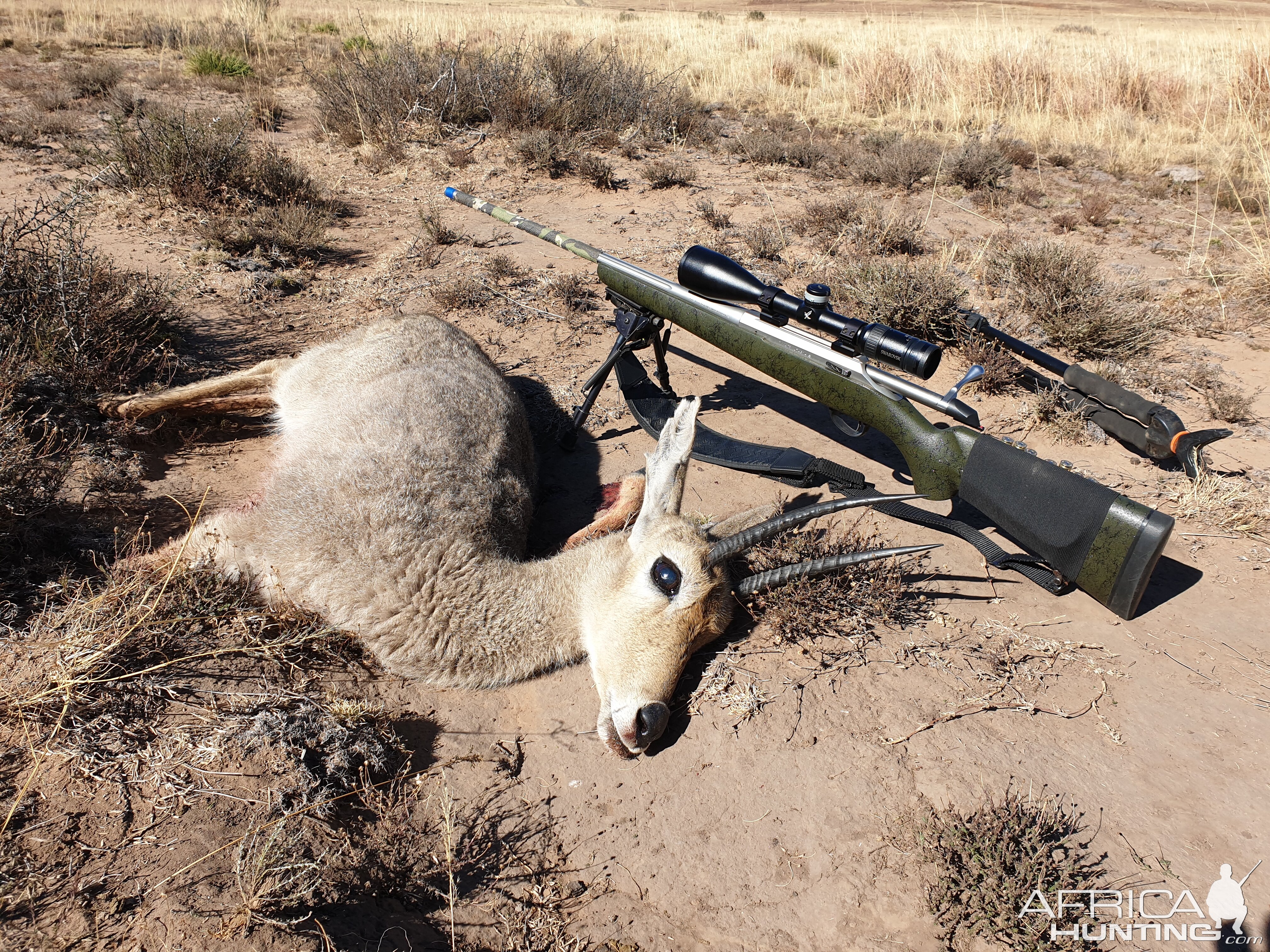 Vaal Rhebok Hunting South Africa