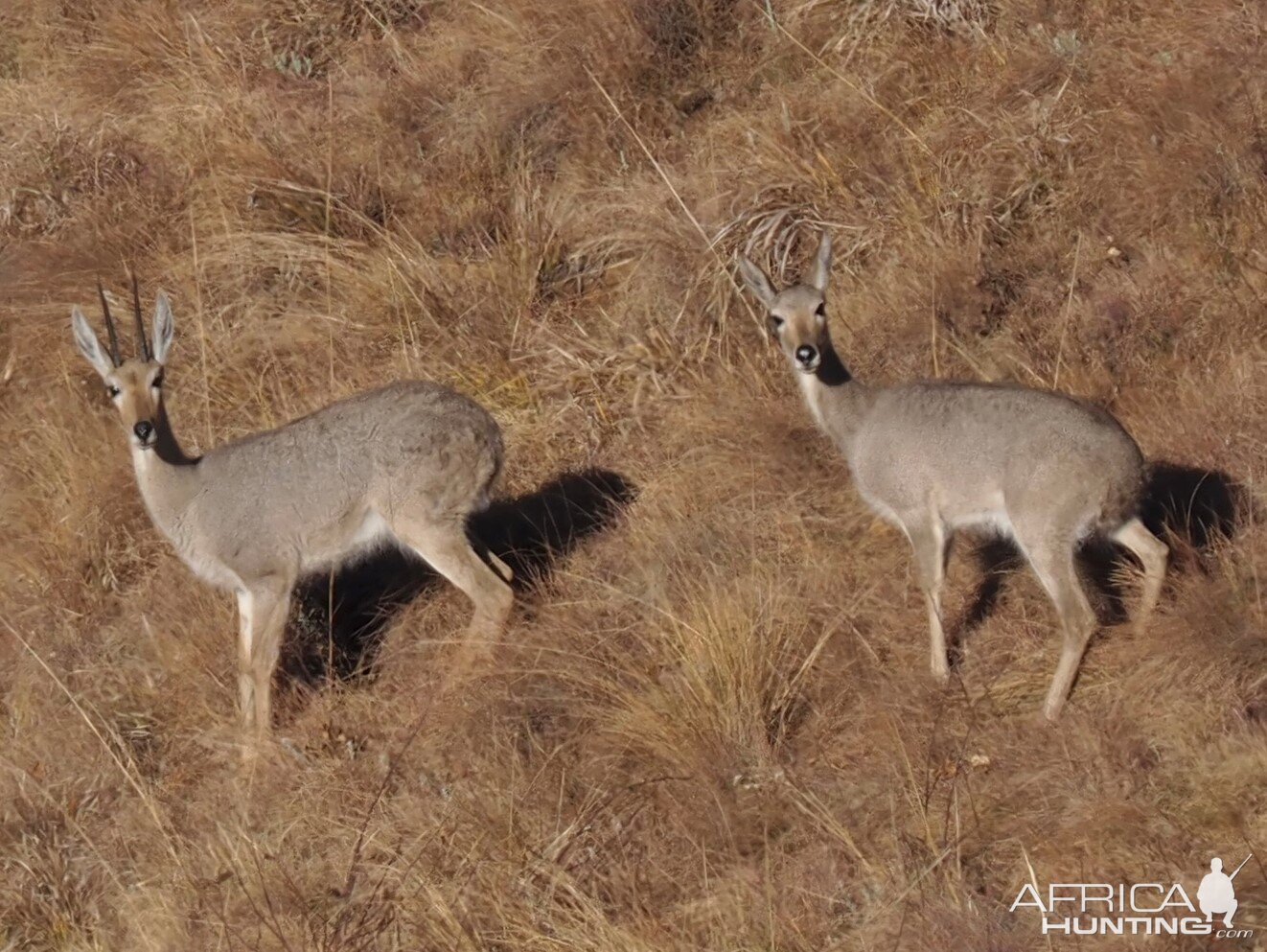 Vaal Rhebok Pair South Africa