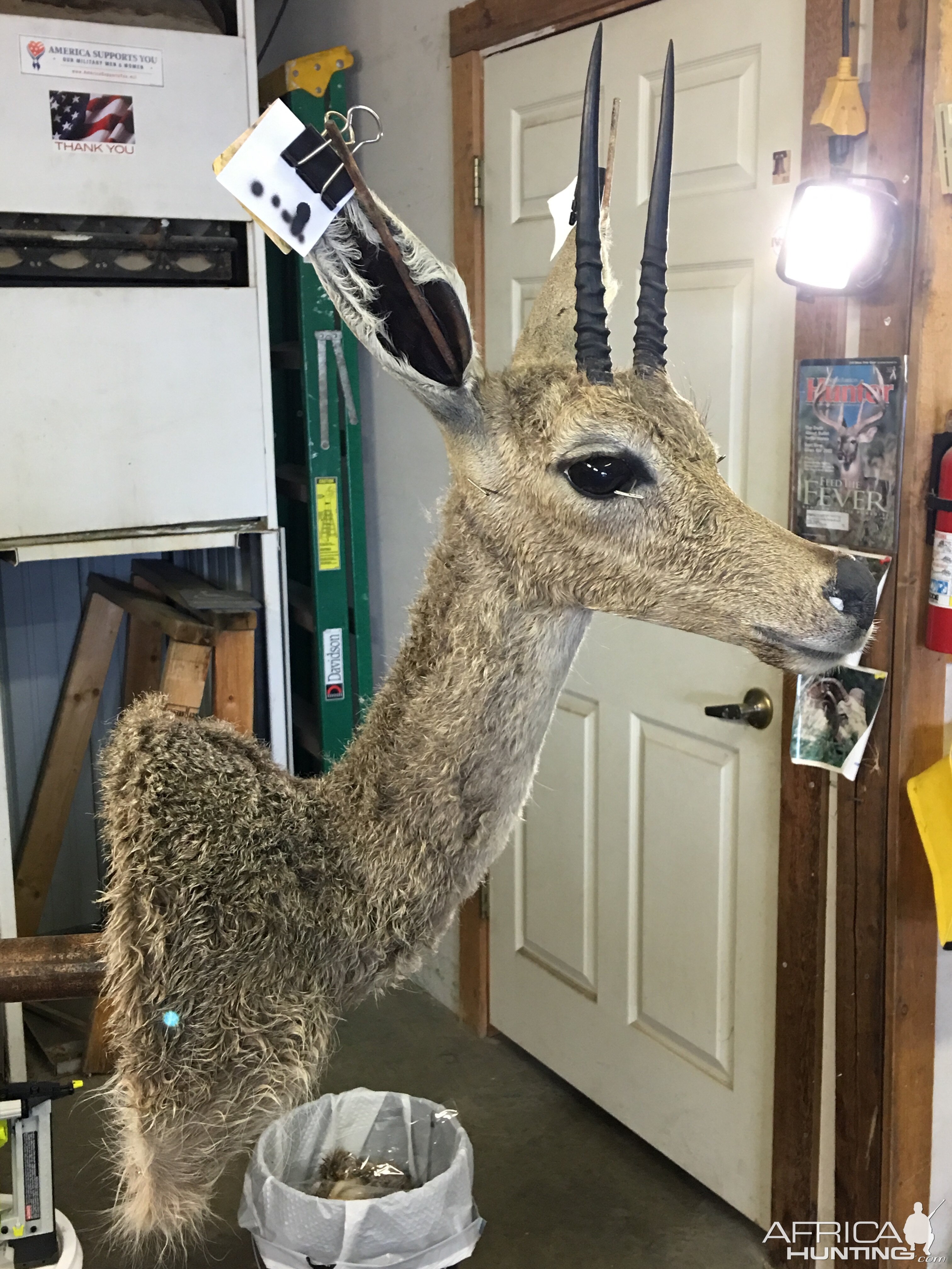 Vaal Rhebok Shoulder Mount Taxidermy Progress