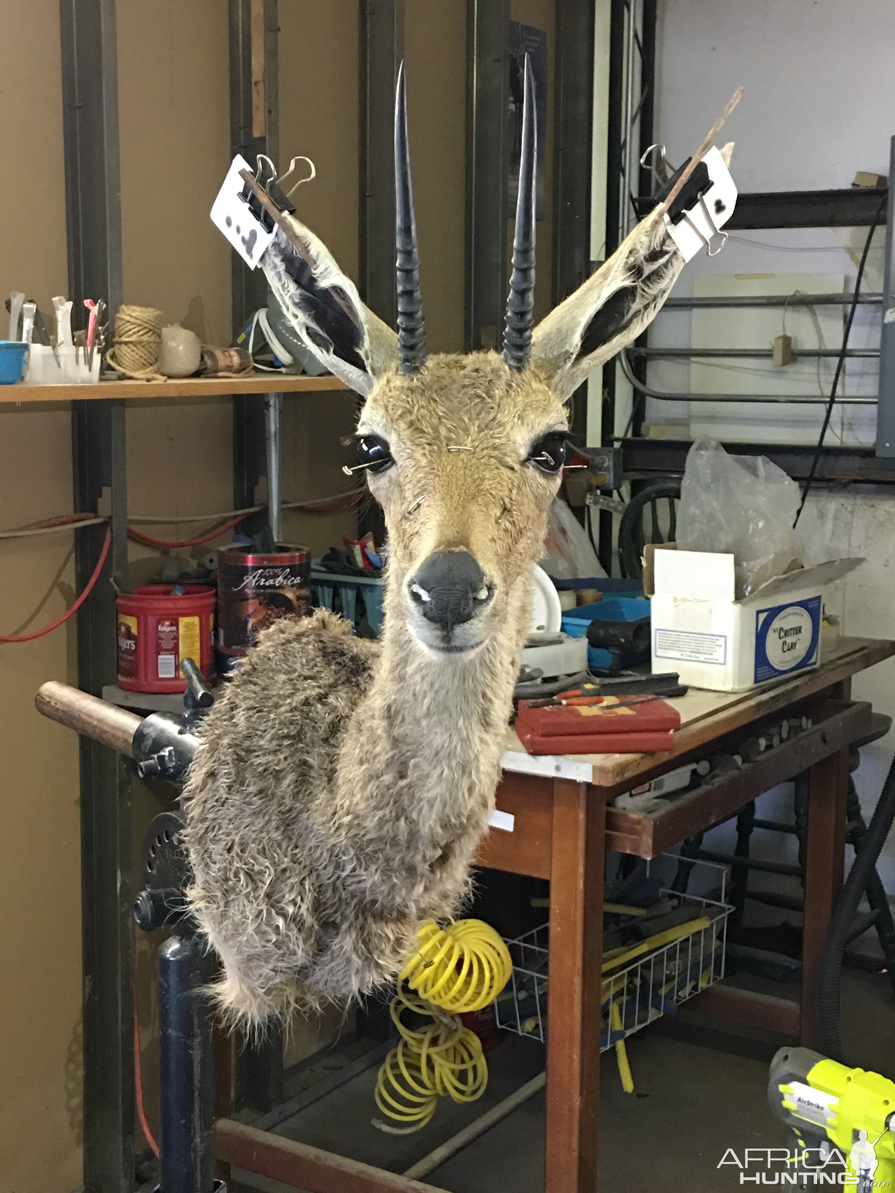 Vaal Rhebok Shoulder Mount Taxidermy Progress